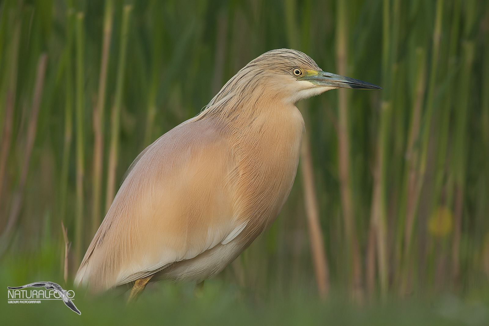 Sgrza tuft, to Cannetto