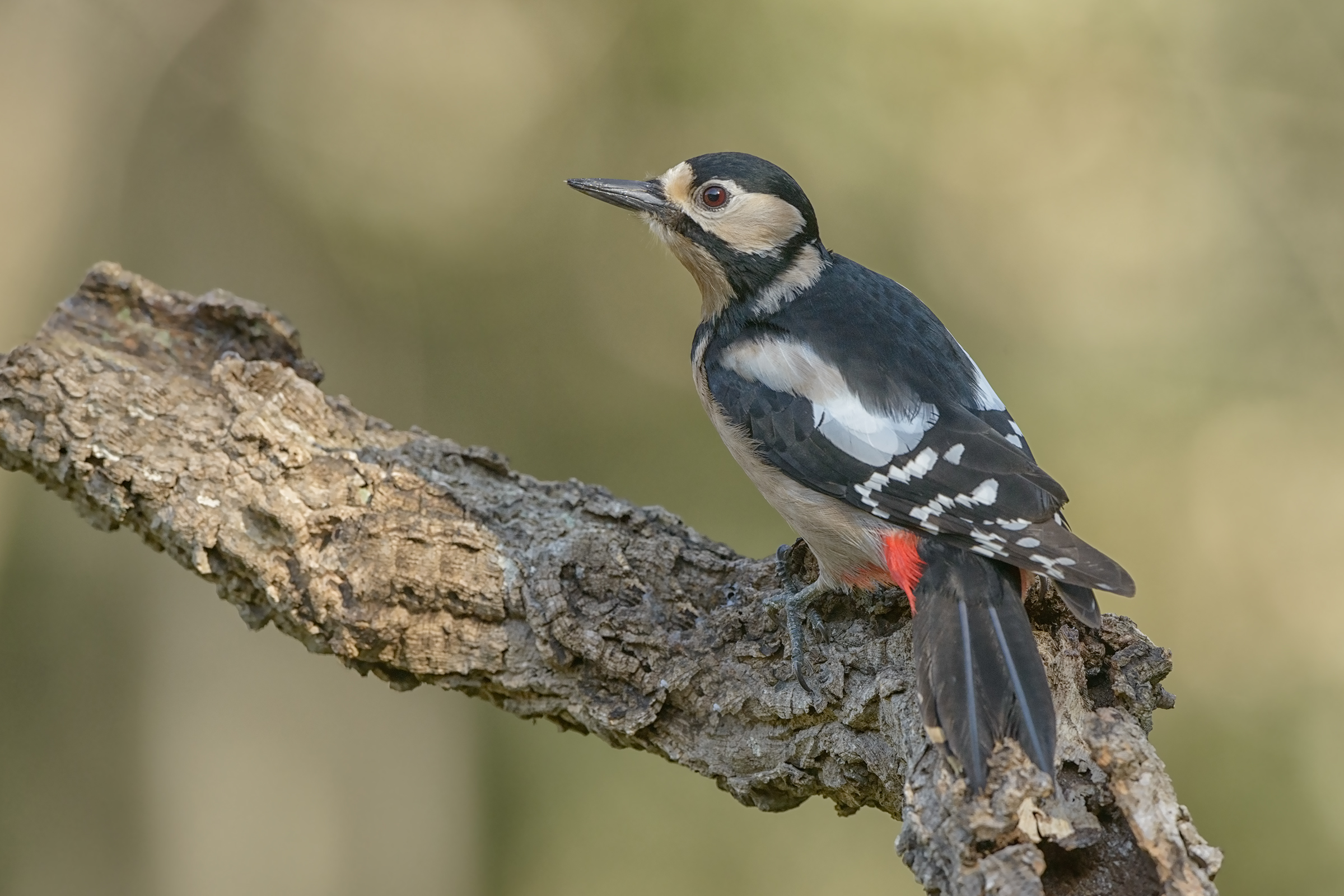 picchio rosso sardo(Dendrocopos major harterti)
