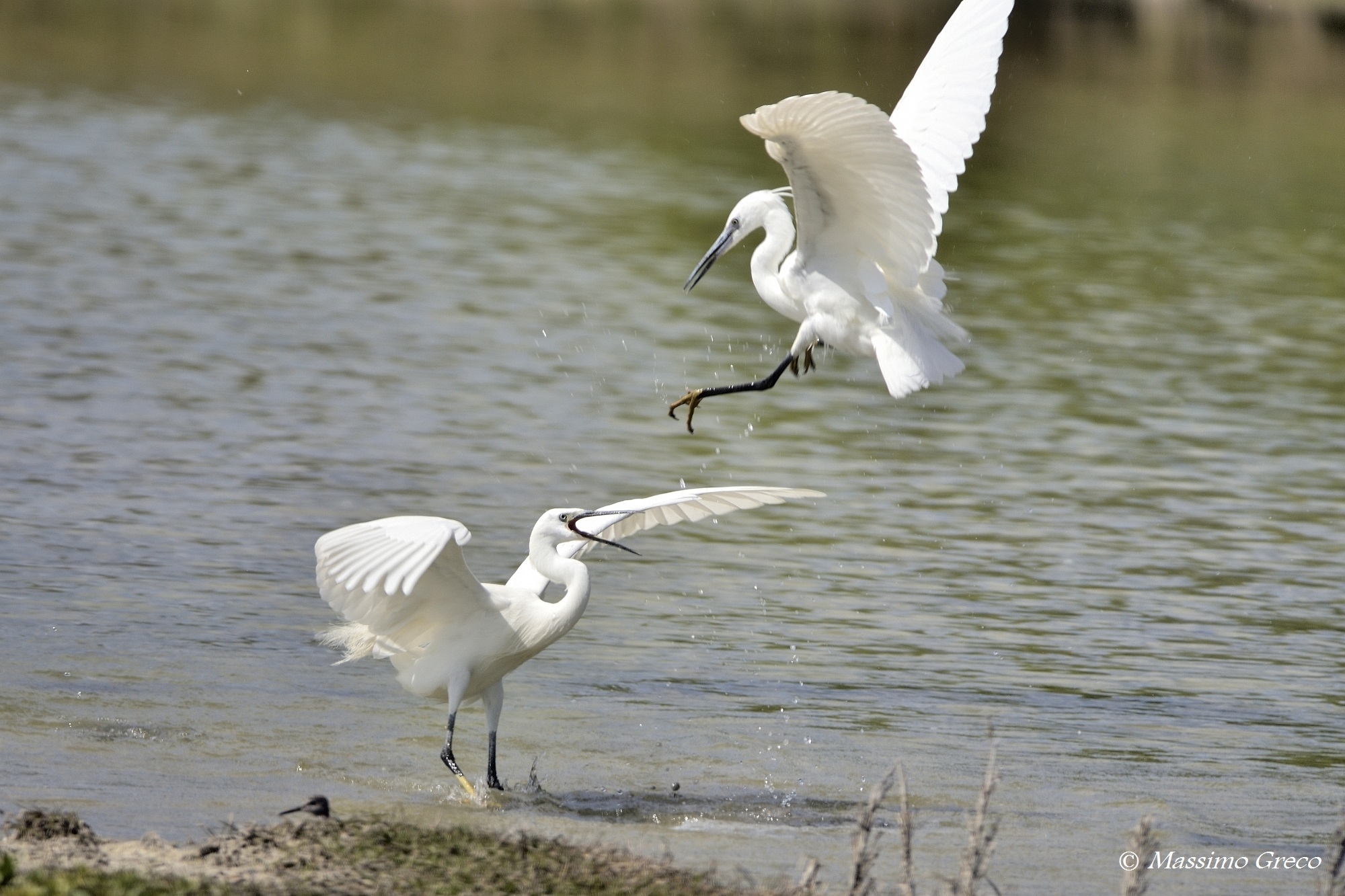 L'attacco - Garzette