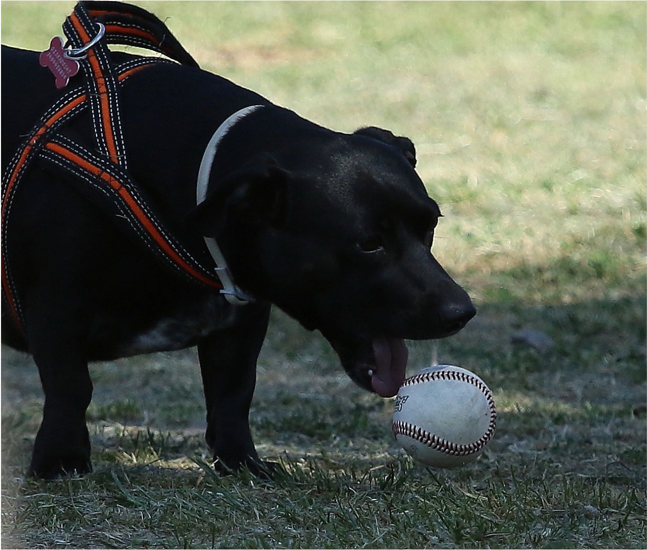 A good defender ... Retrievers.