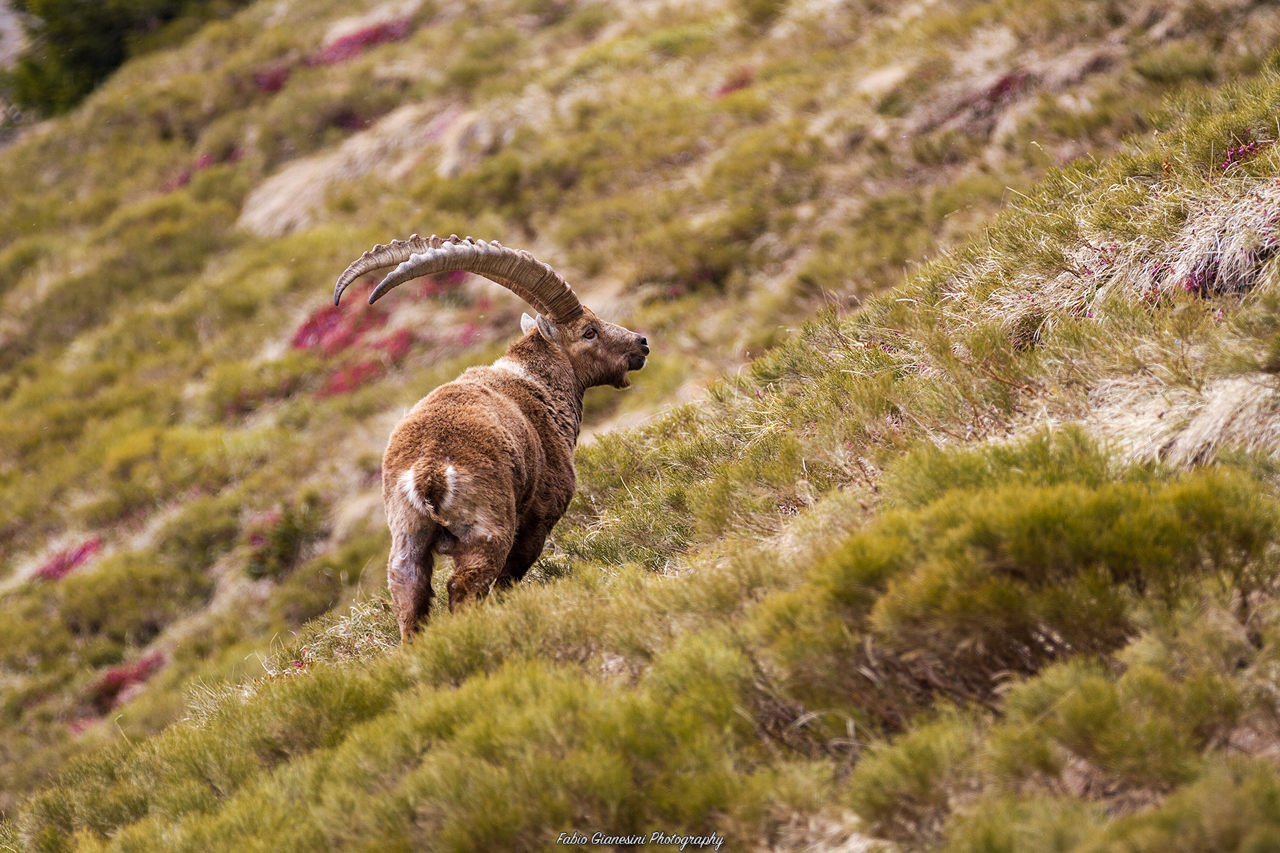 Ibex (1)