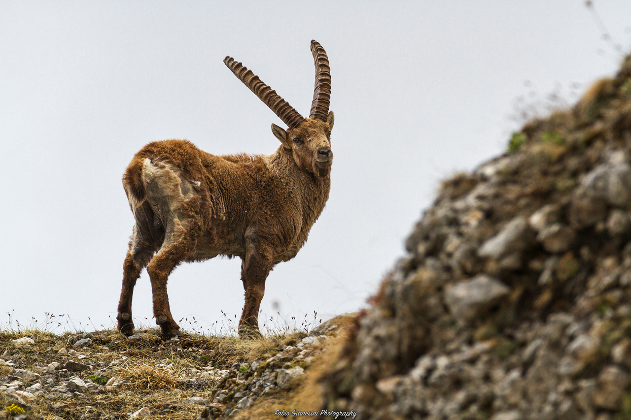 Ibex (2)