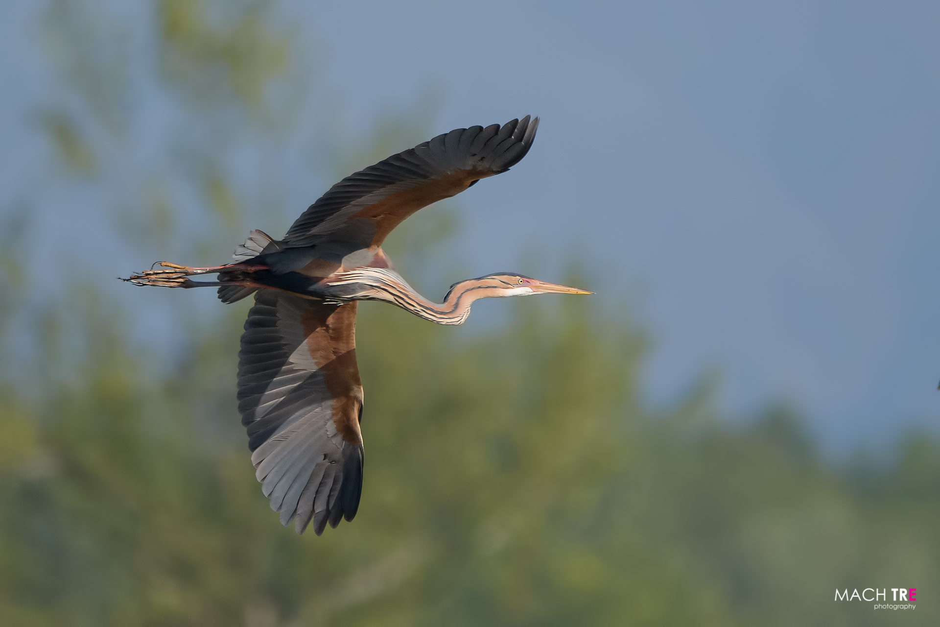 Airone rosso (Ardea purpurea)