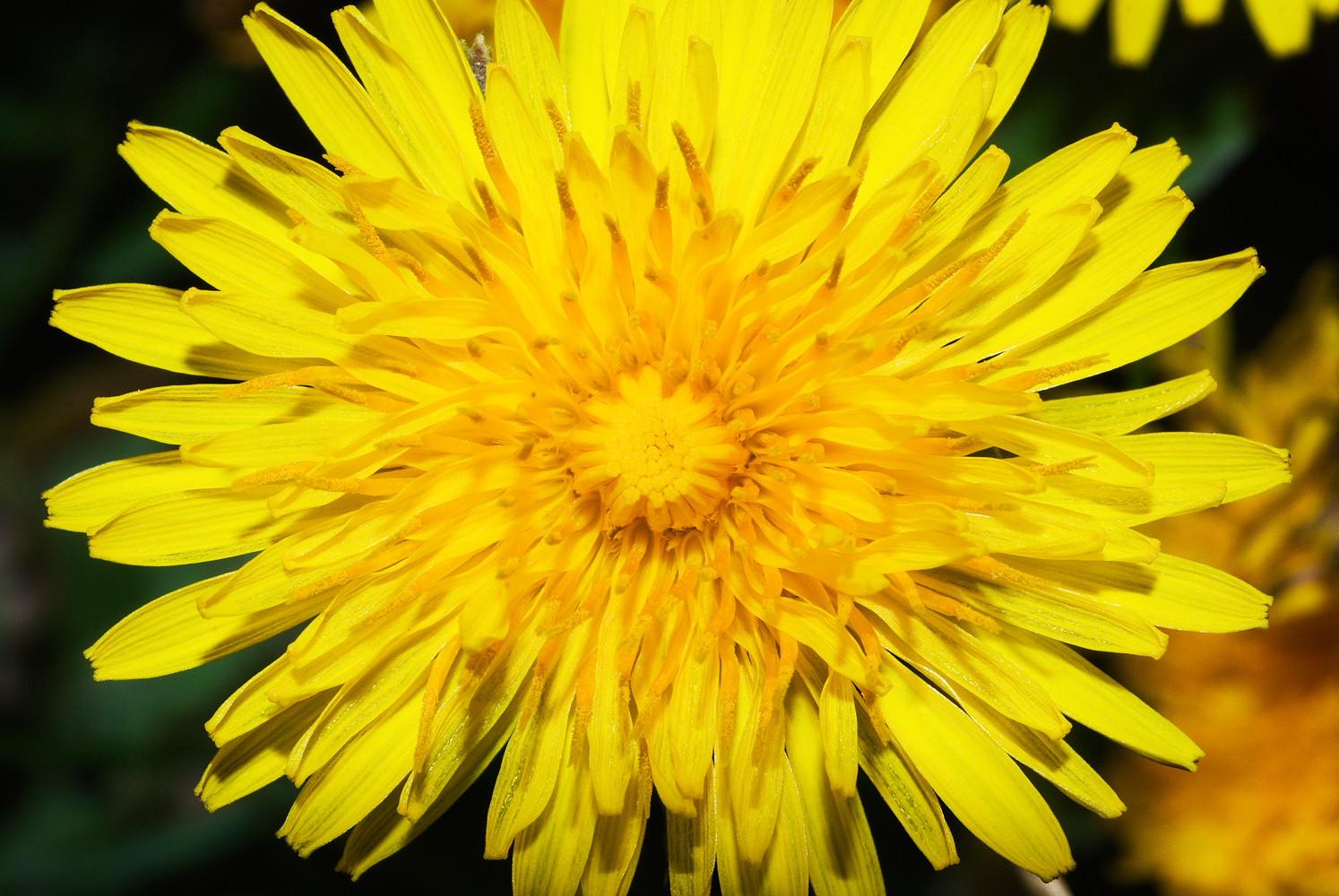 Taraxacum officinale