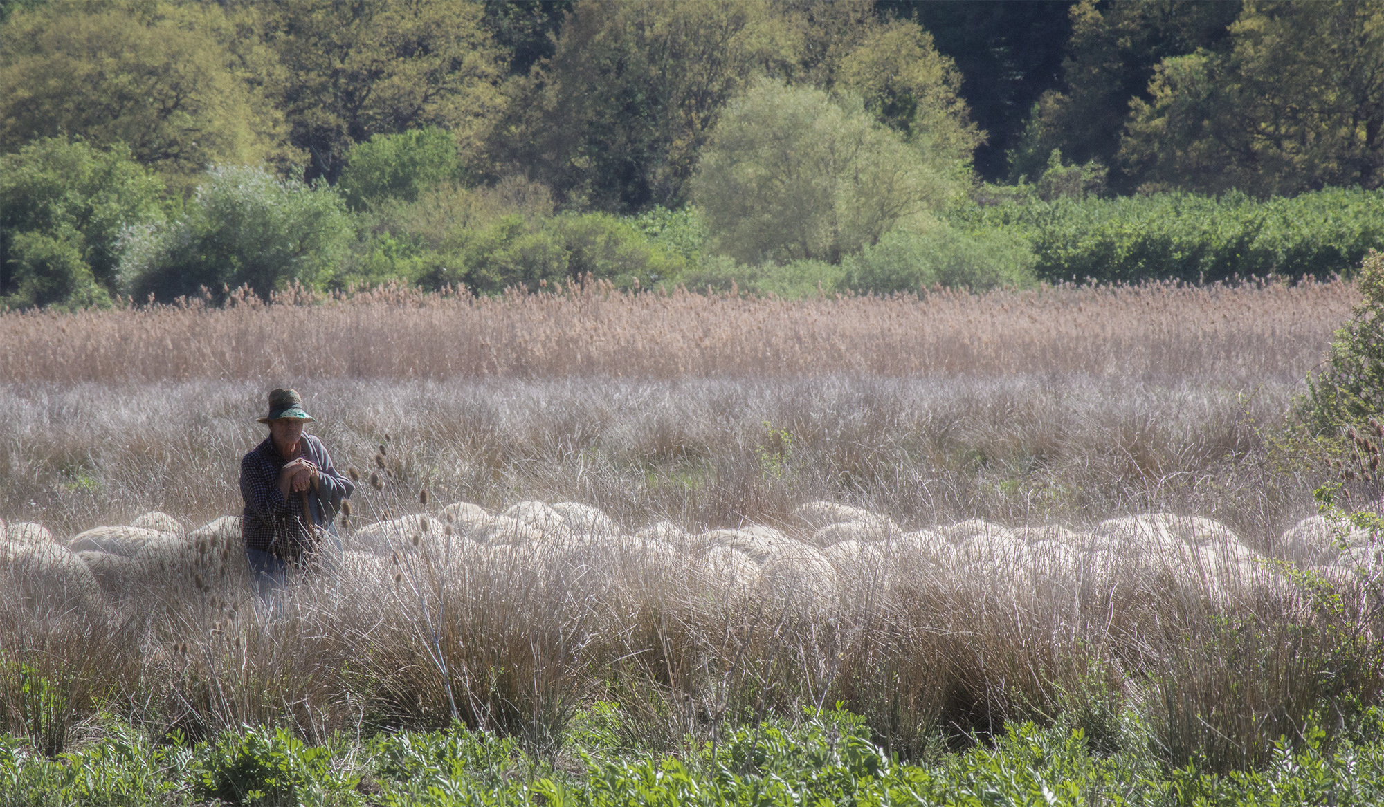 Un pastore nei pressi del lago di Vico.