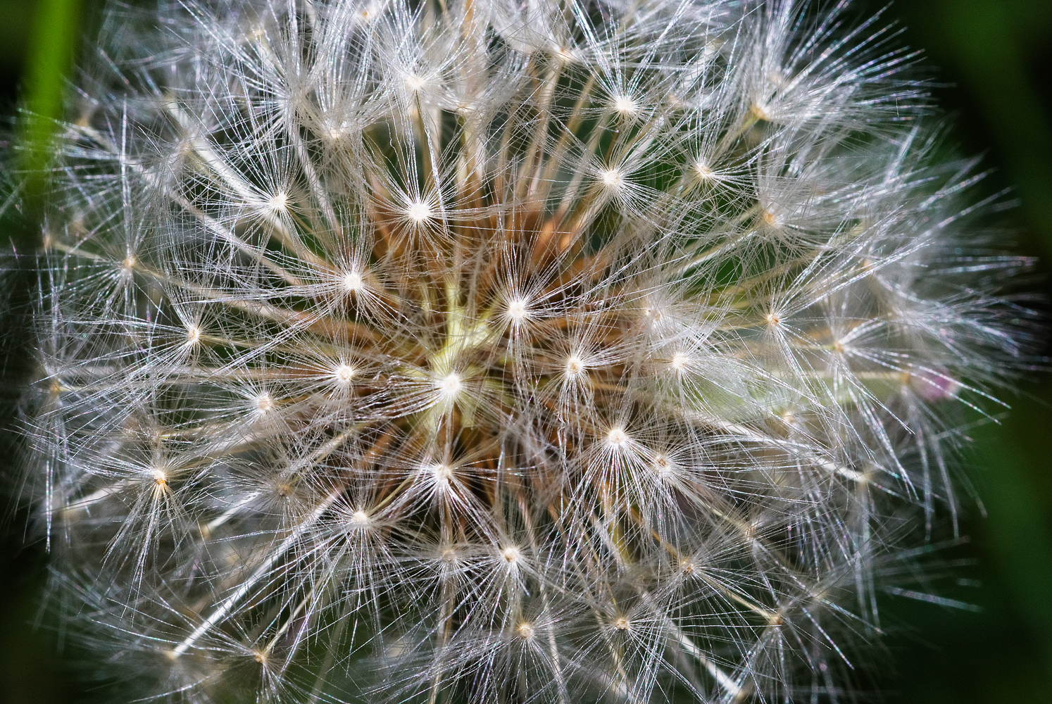 Taraxacum officinale 2