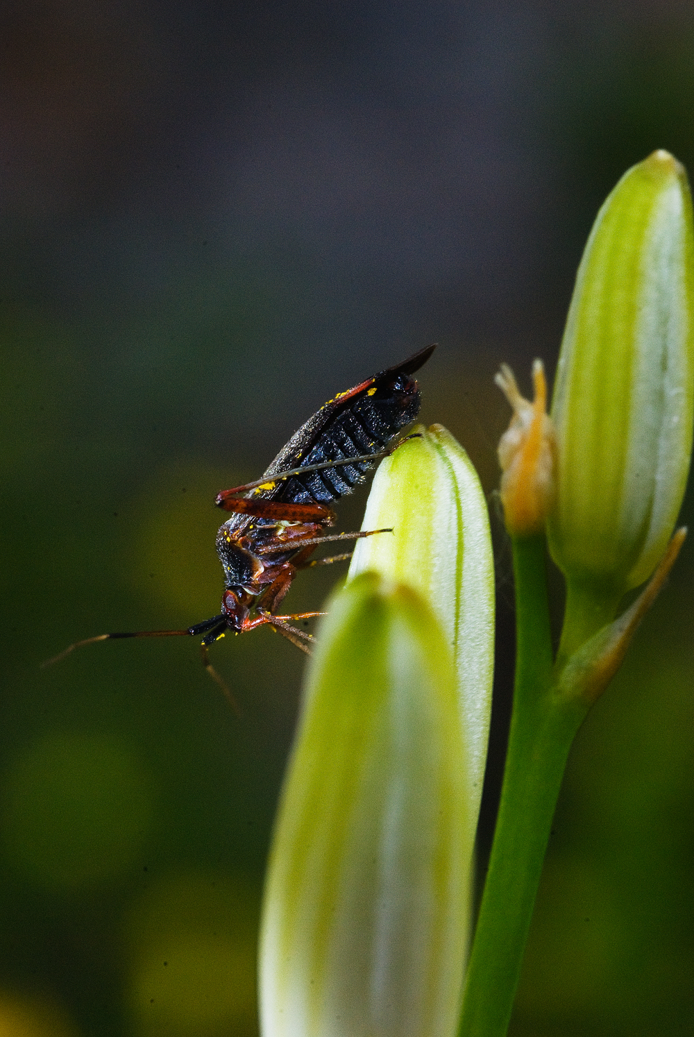 Cousin dell'insettaccio