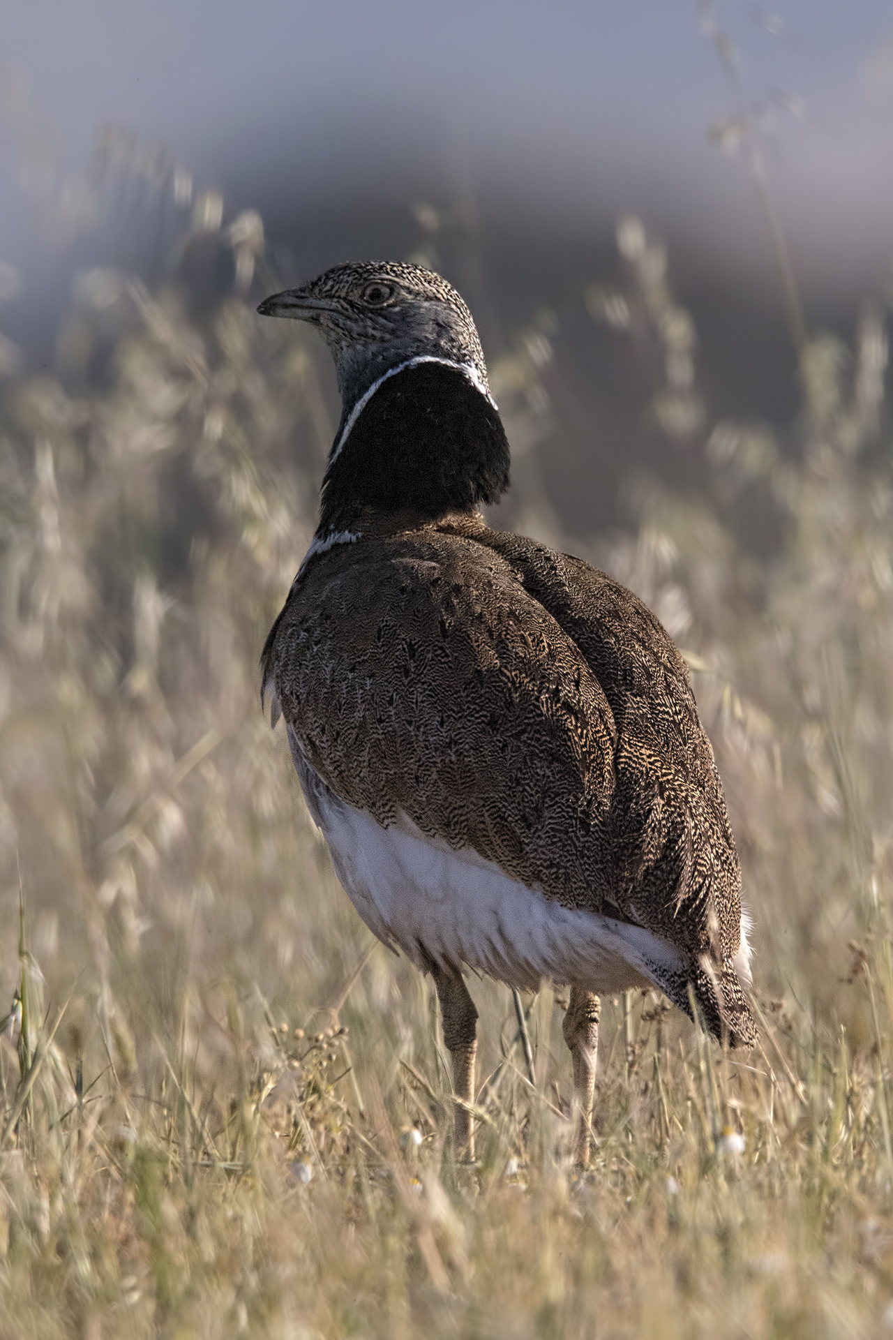 Little Bustard Piana del Coghinas (Tetrax tetrax)
