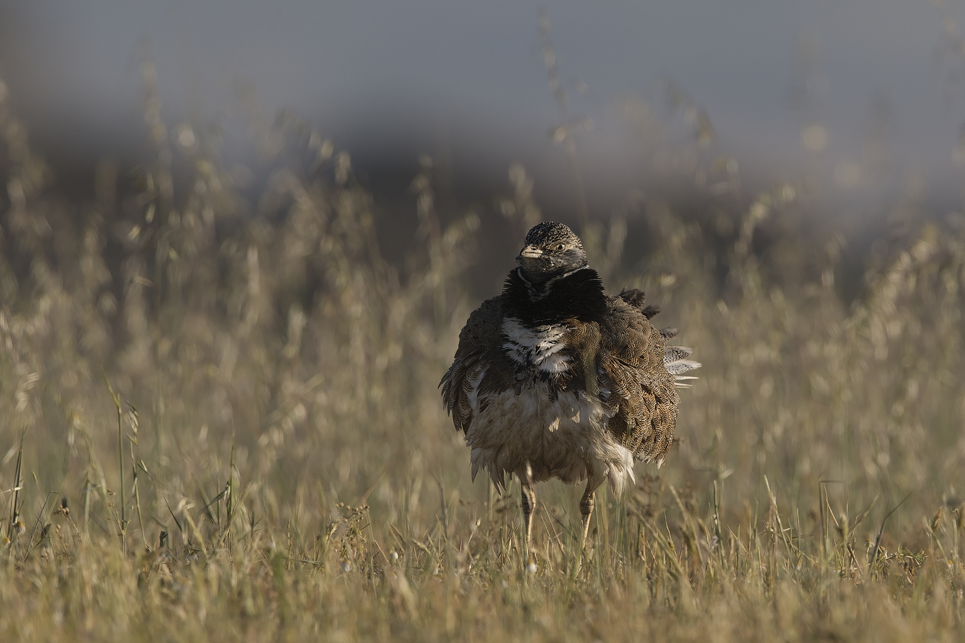 Little Bustard Piana del Coghinas (Tetrax tetrax)