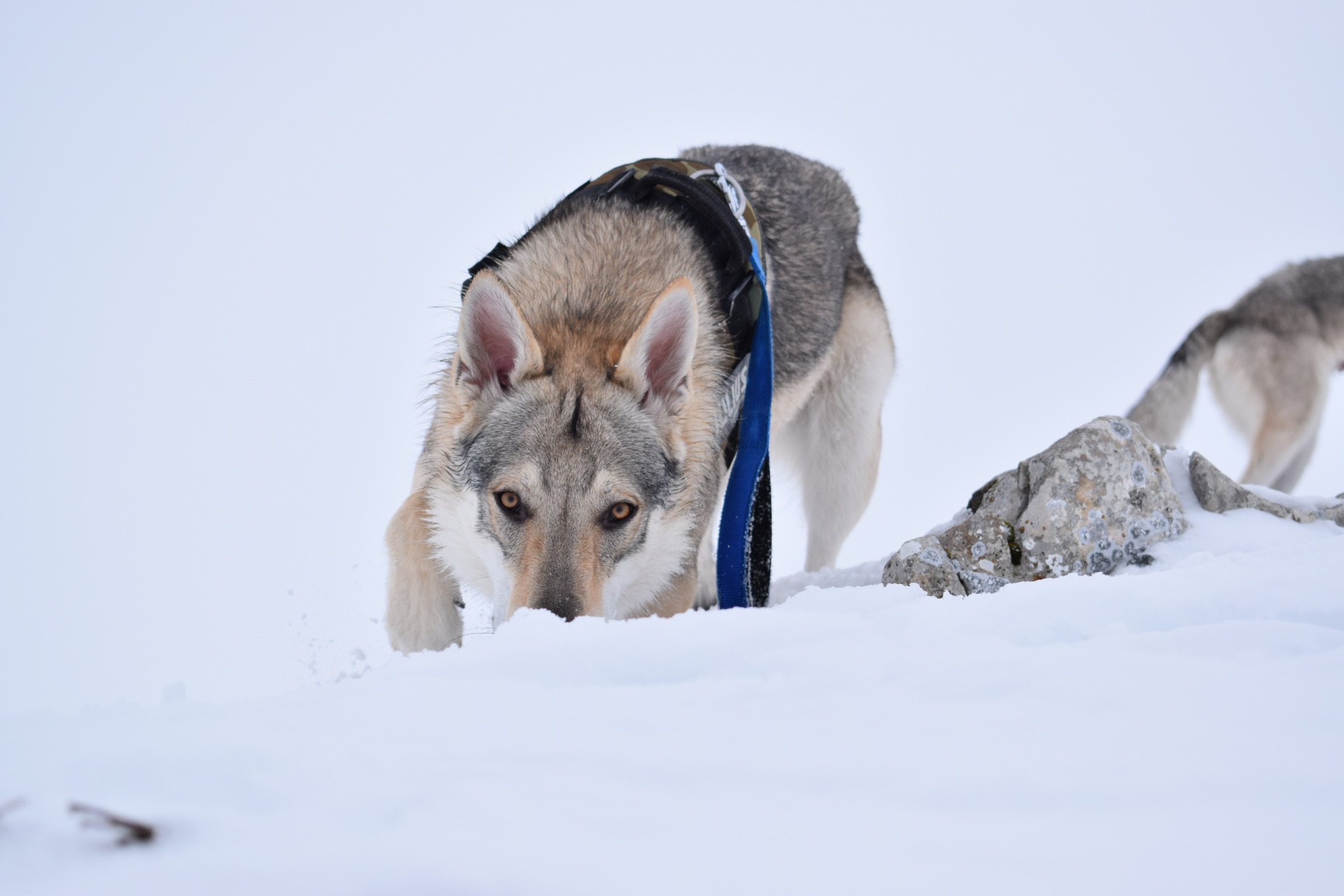 Czechoslovakian wolf