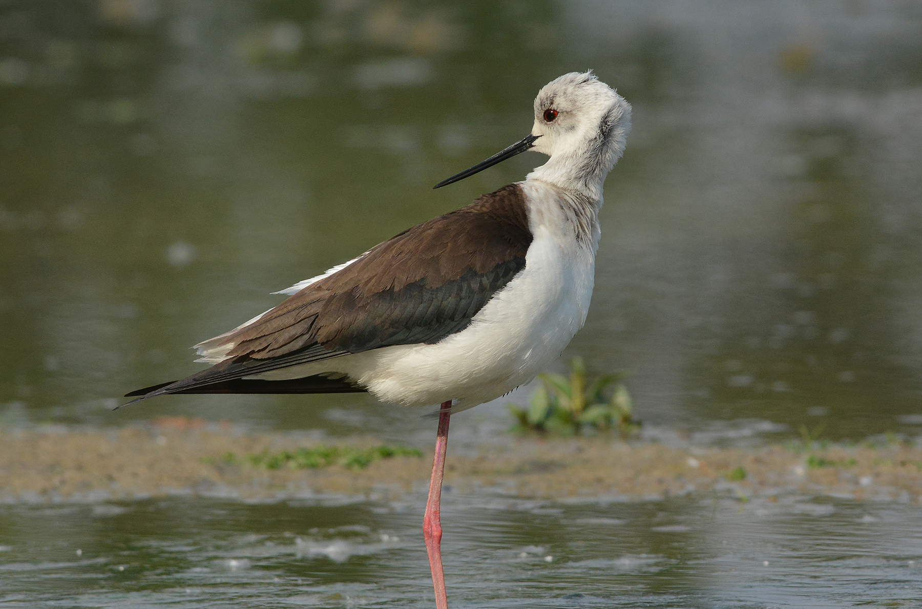 ... quel cavaliere mi fa girare la testa
