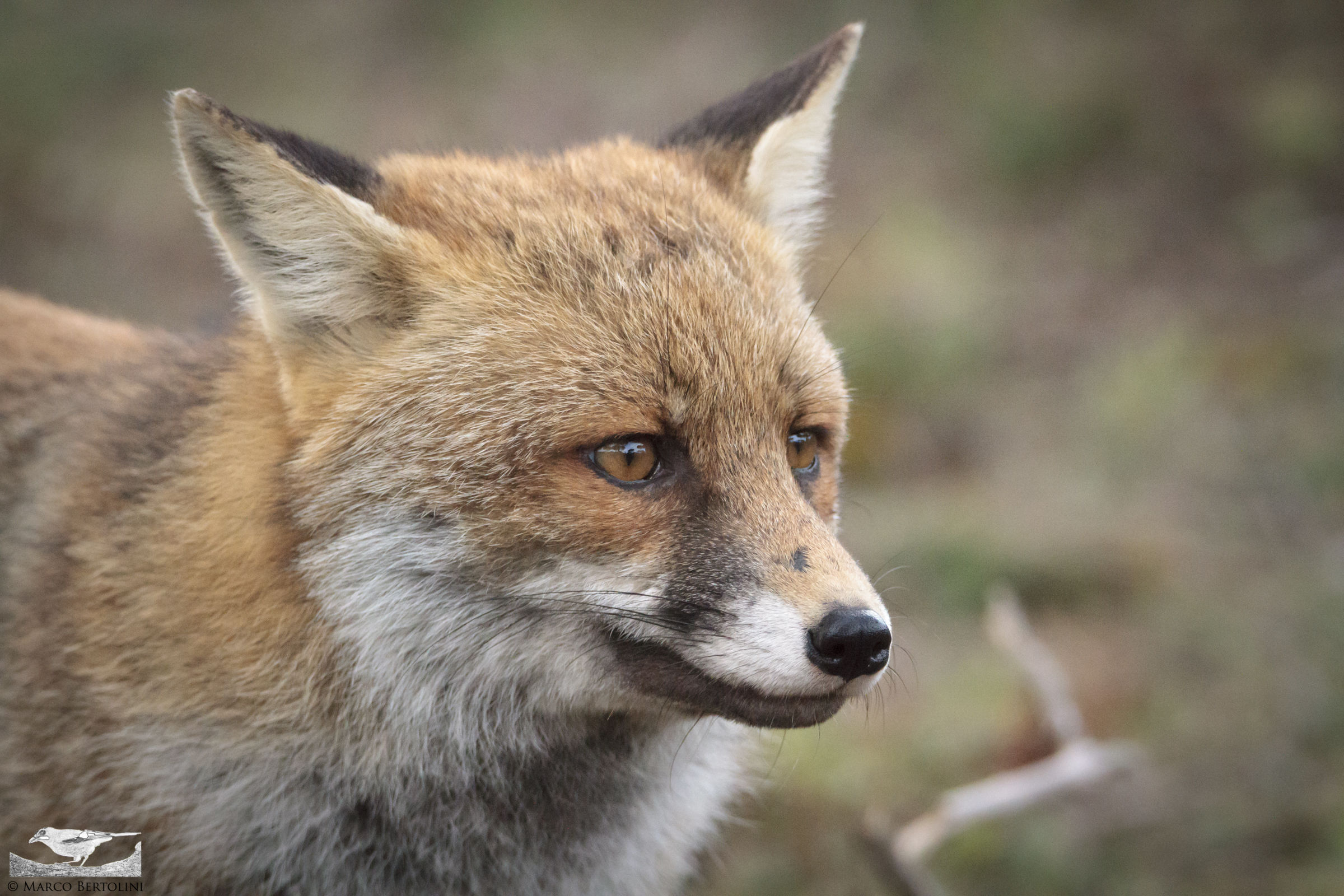 Portrait of a fox 3/4