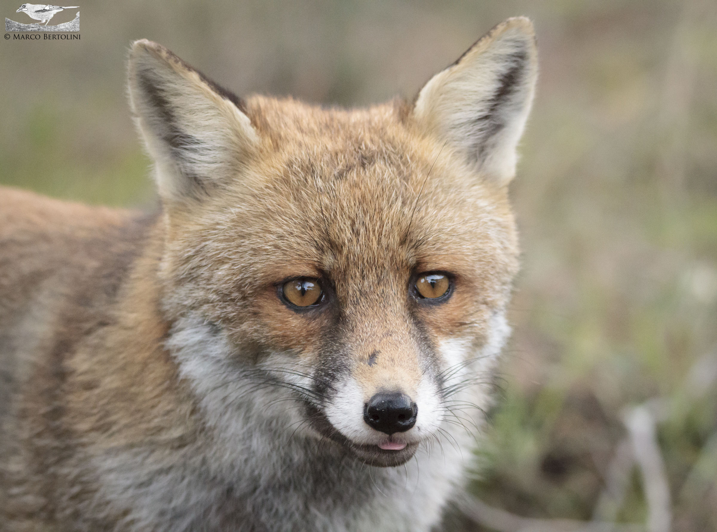 Portrait of fox