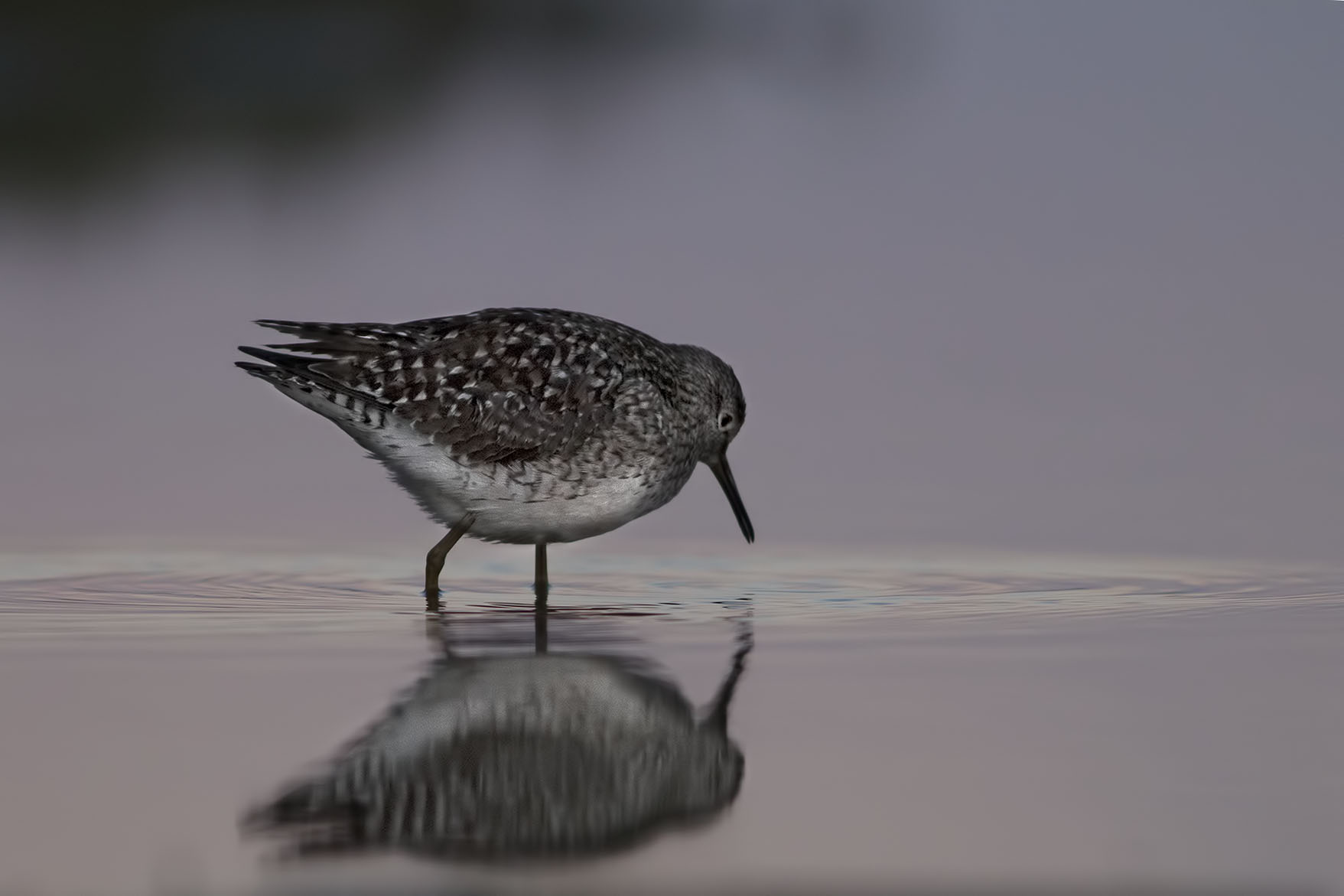 PiroPiro boschereccio