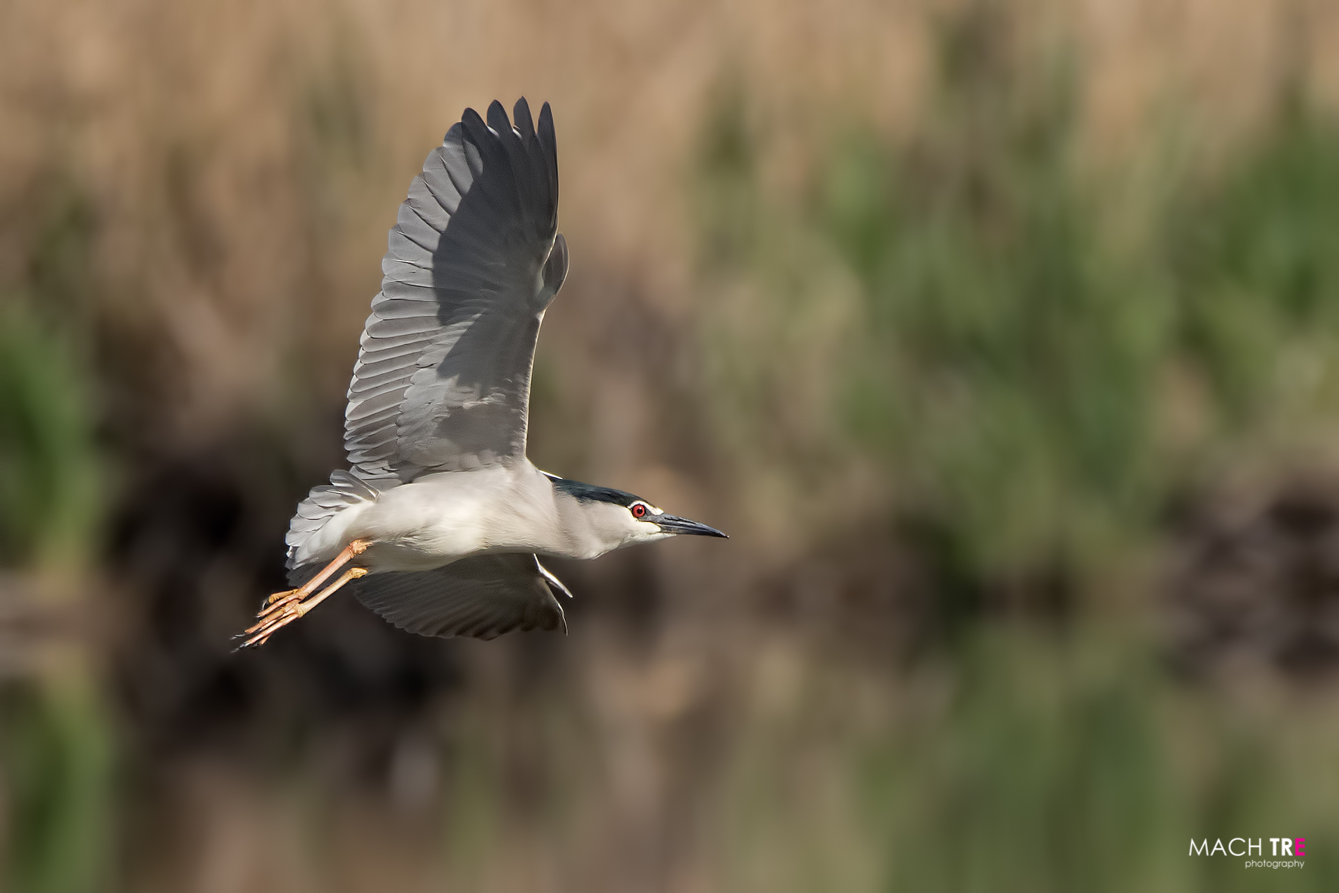 Nitticora (Nyticorax nyticorax)