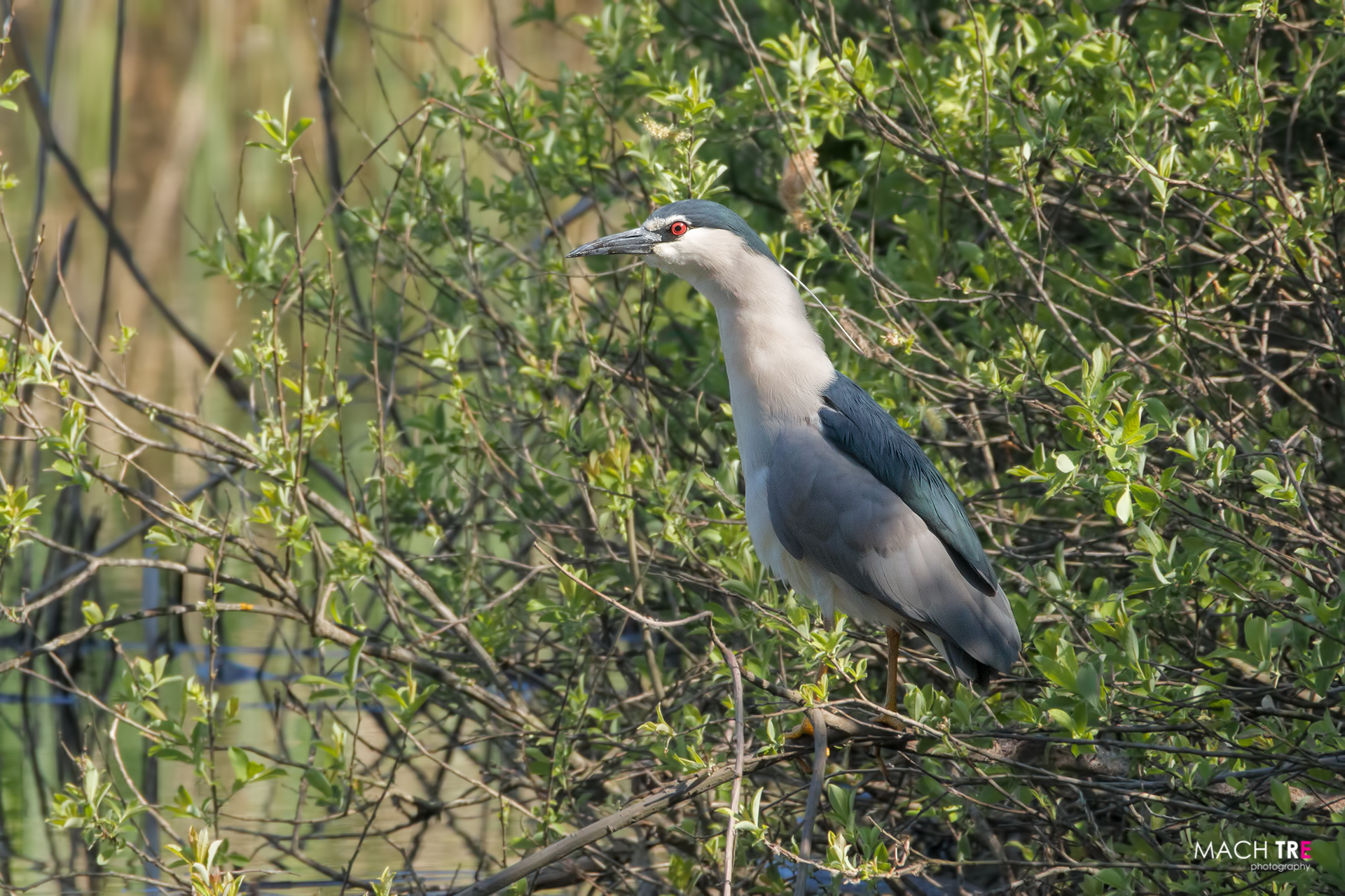 Nitticora (Nyticorax nyticorax)
