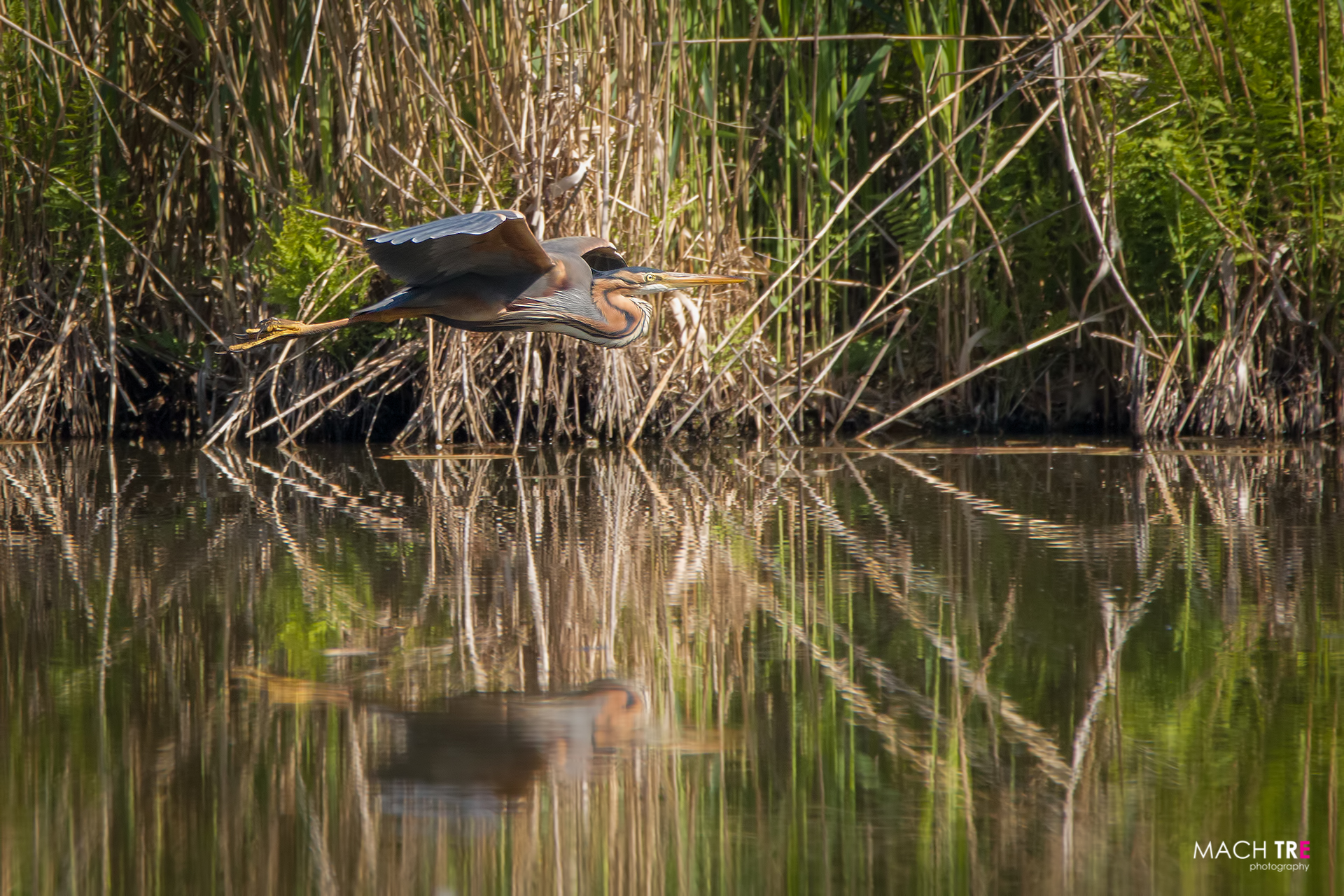 Airone rosso (Ardea purpurea)