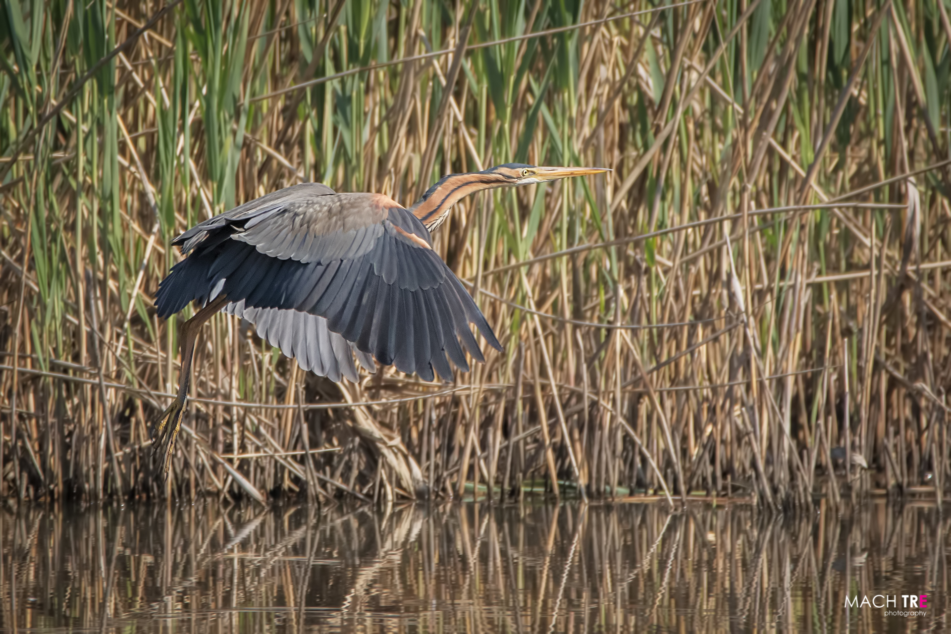 Airone rosso (Ardea purpurea)