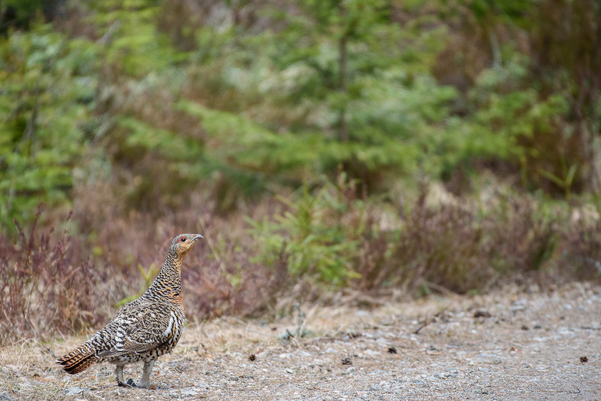 Female gallo cedrone