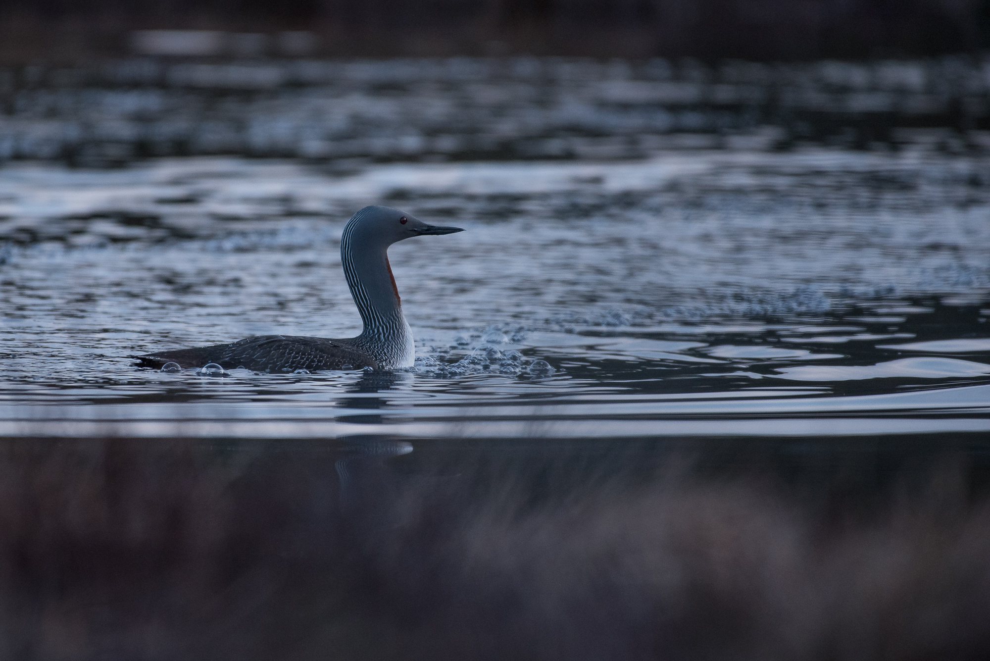 Red-throated Loon
