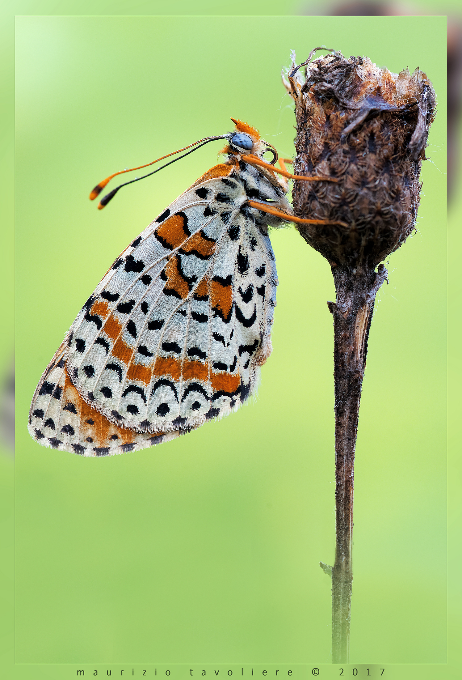 Melitaea