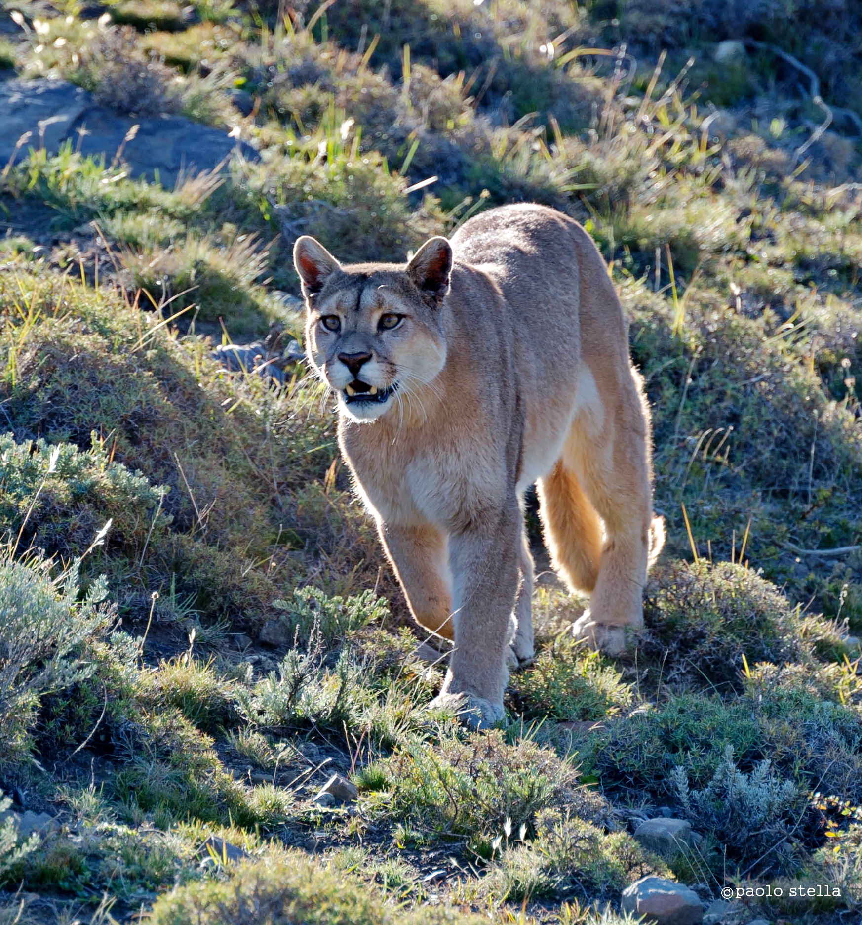 puma in esplorazione