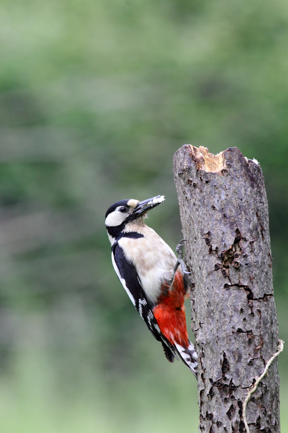 Great Spotted Woodpecker (Dendrocopos major)