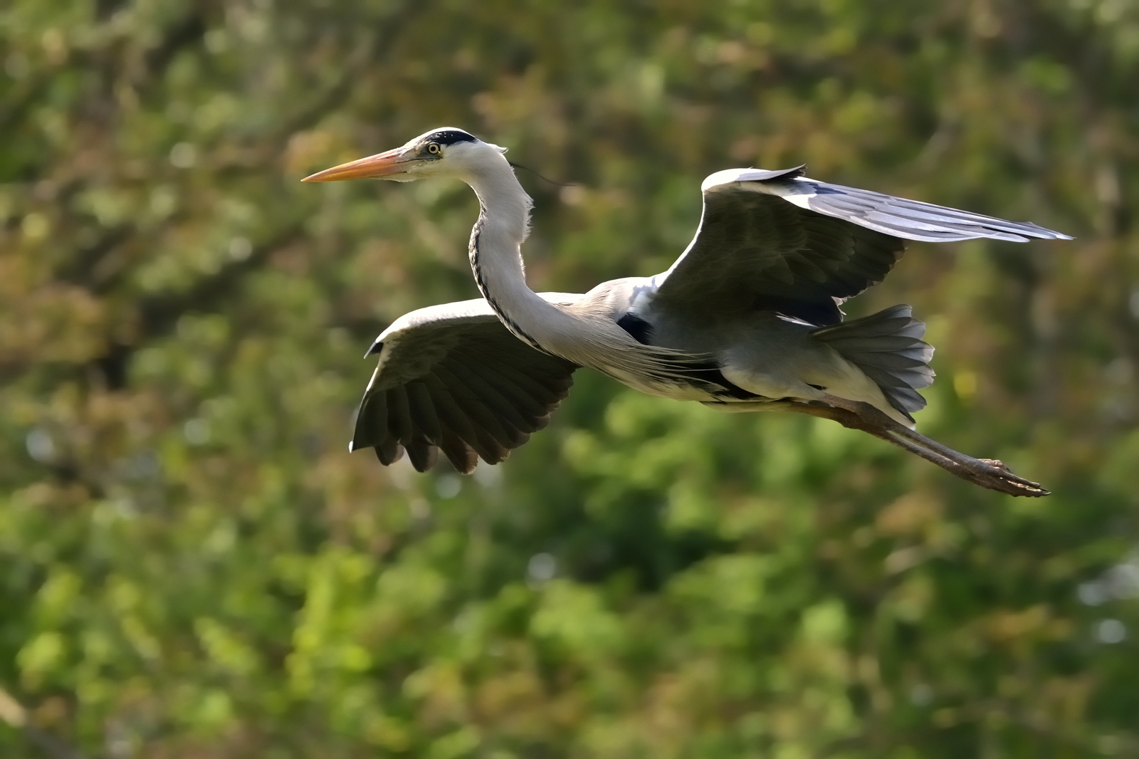 Heron