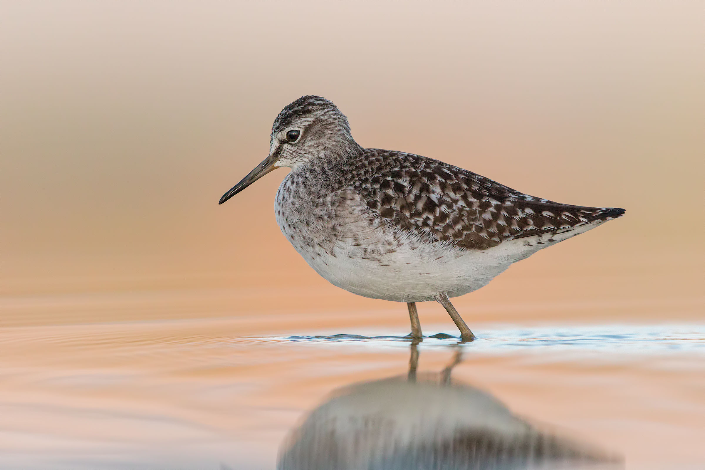 Wood Sandpiper