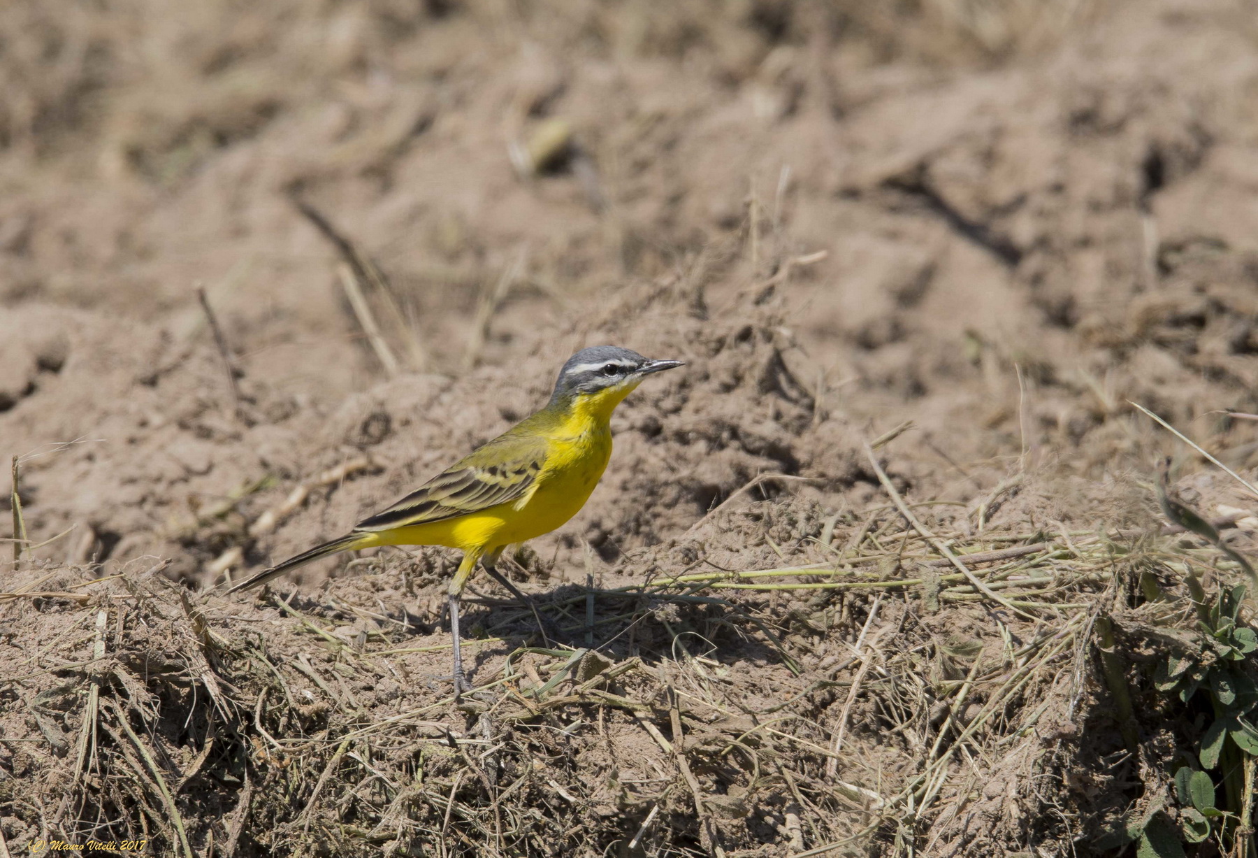 Yellow Wagtail (Motacilla flava)
