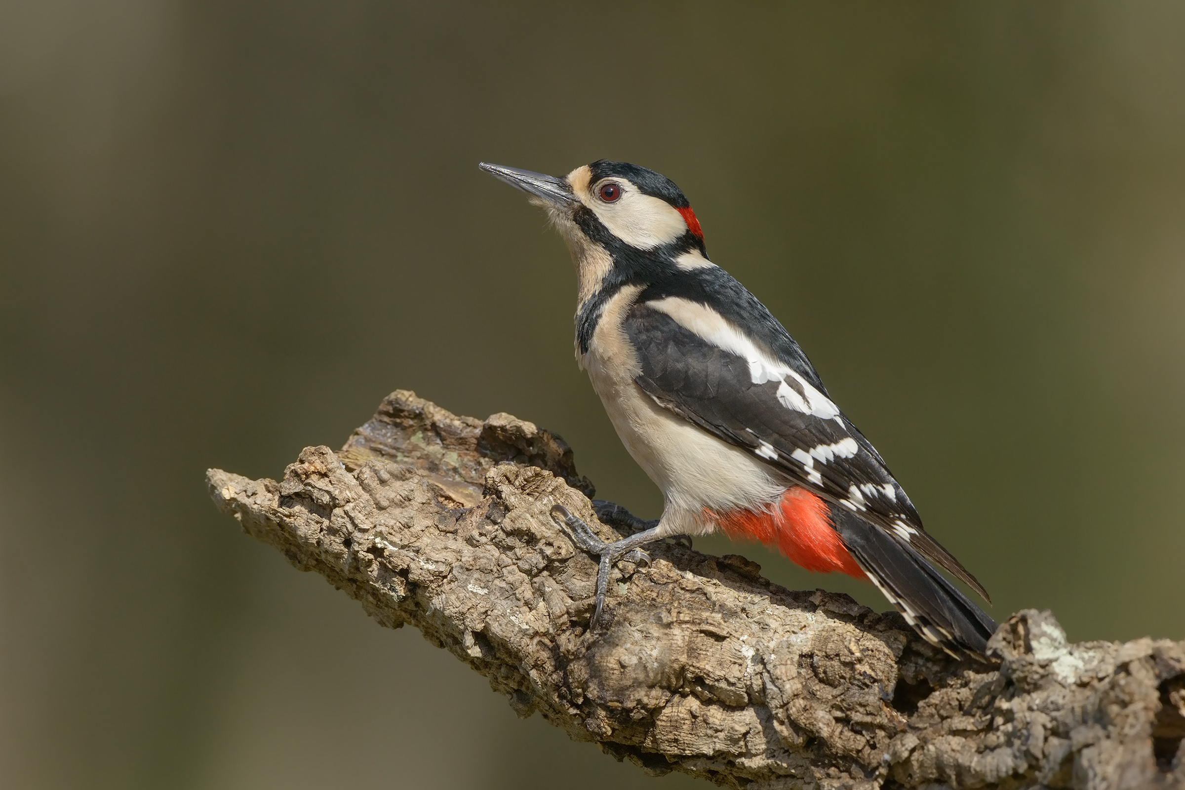 Sardinian spotted woodpecker (Dendrocopos major harterti)