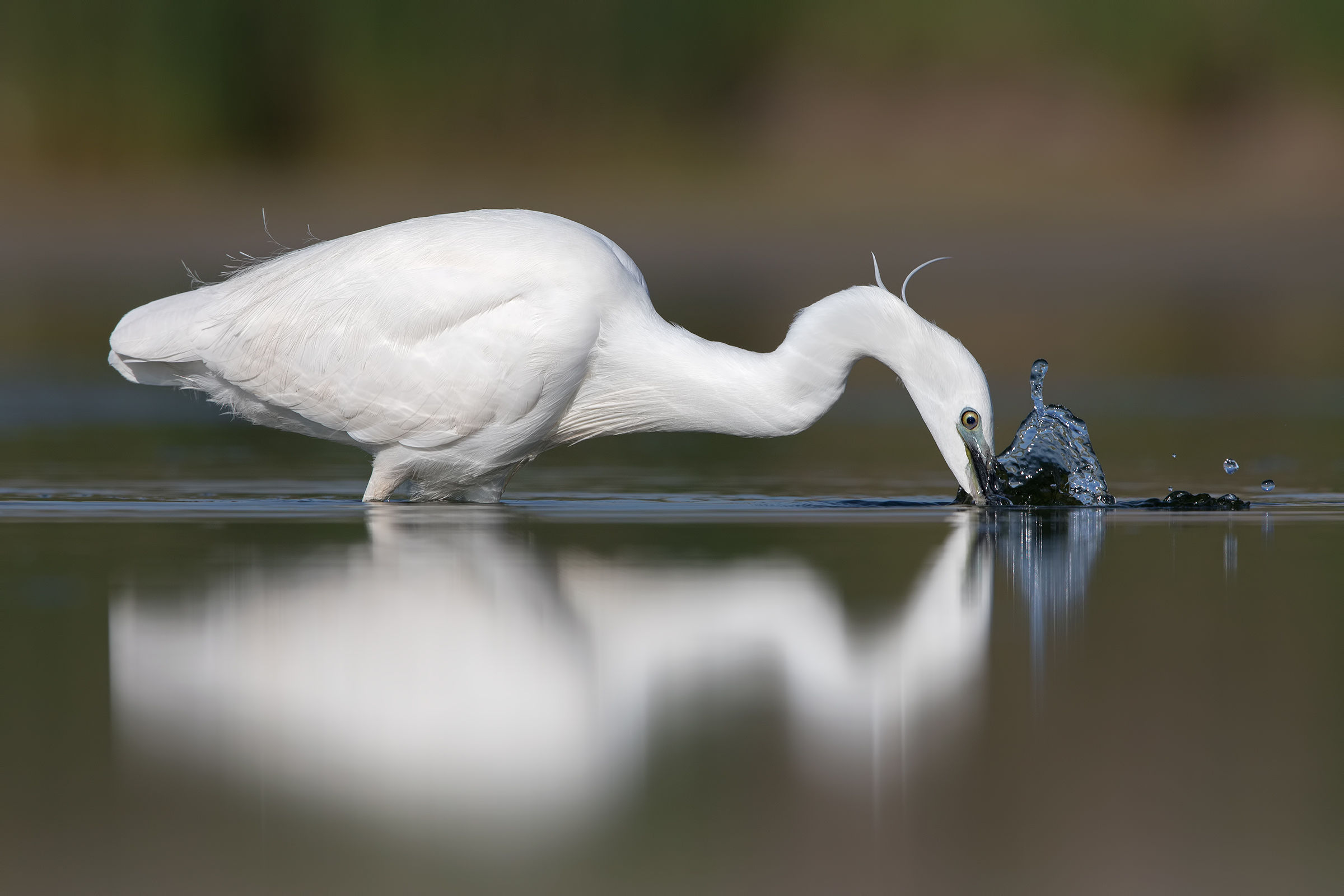 Egret