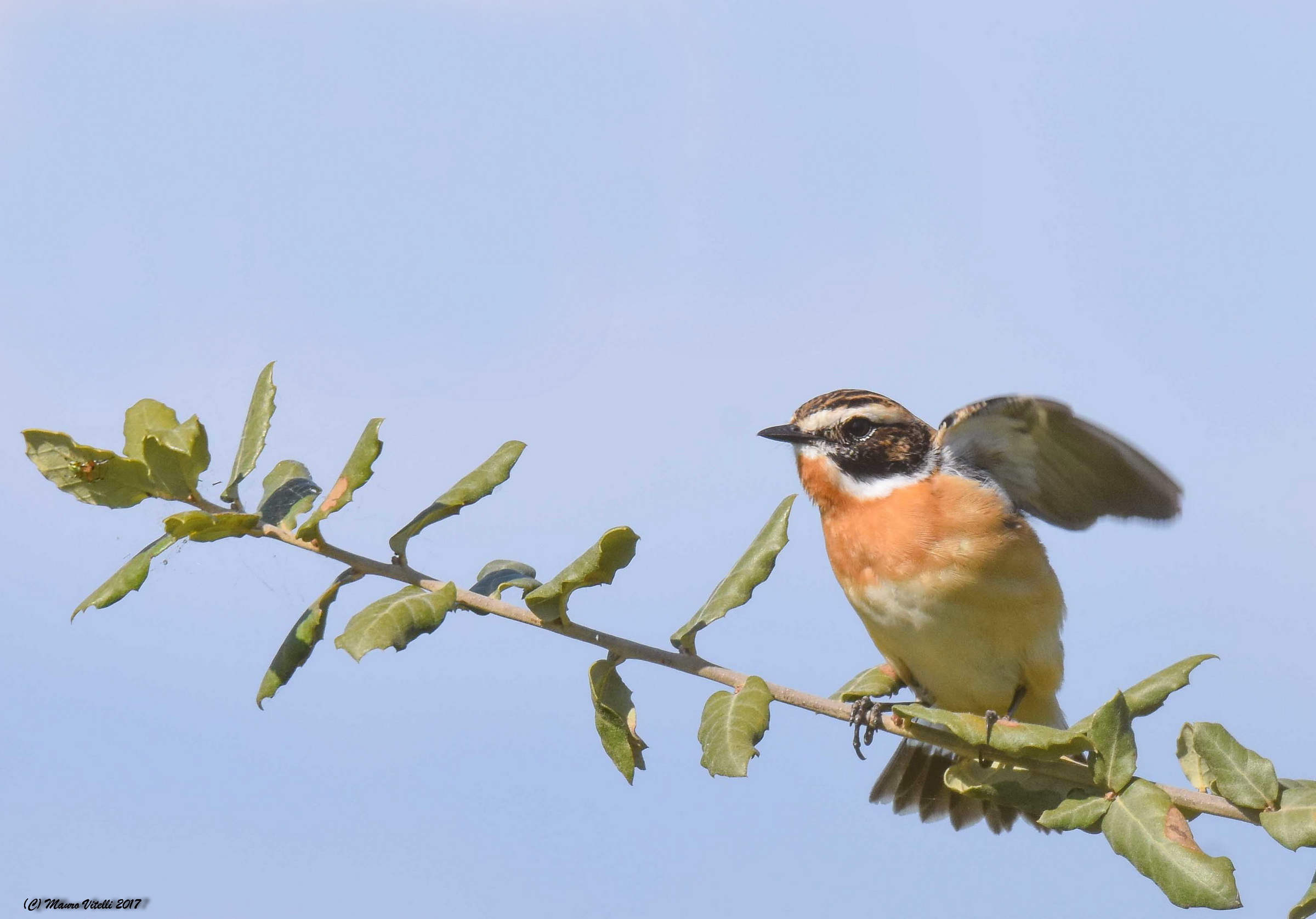 Whinchat (Saxicola rubetra)