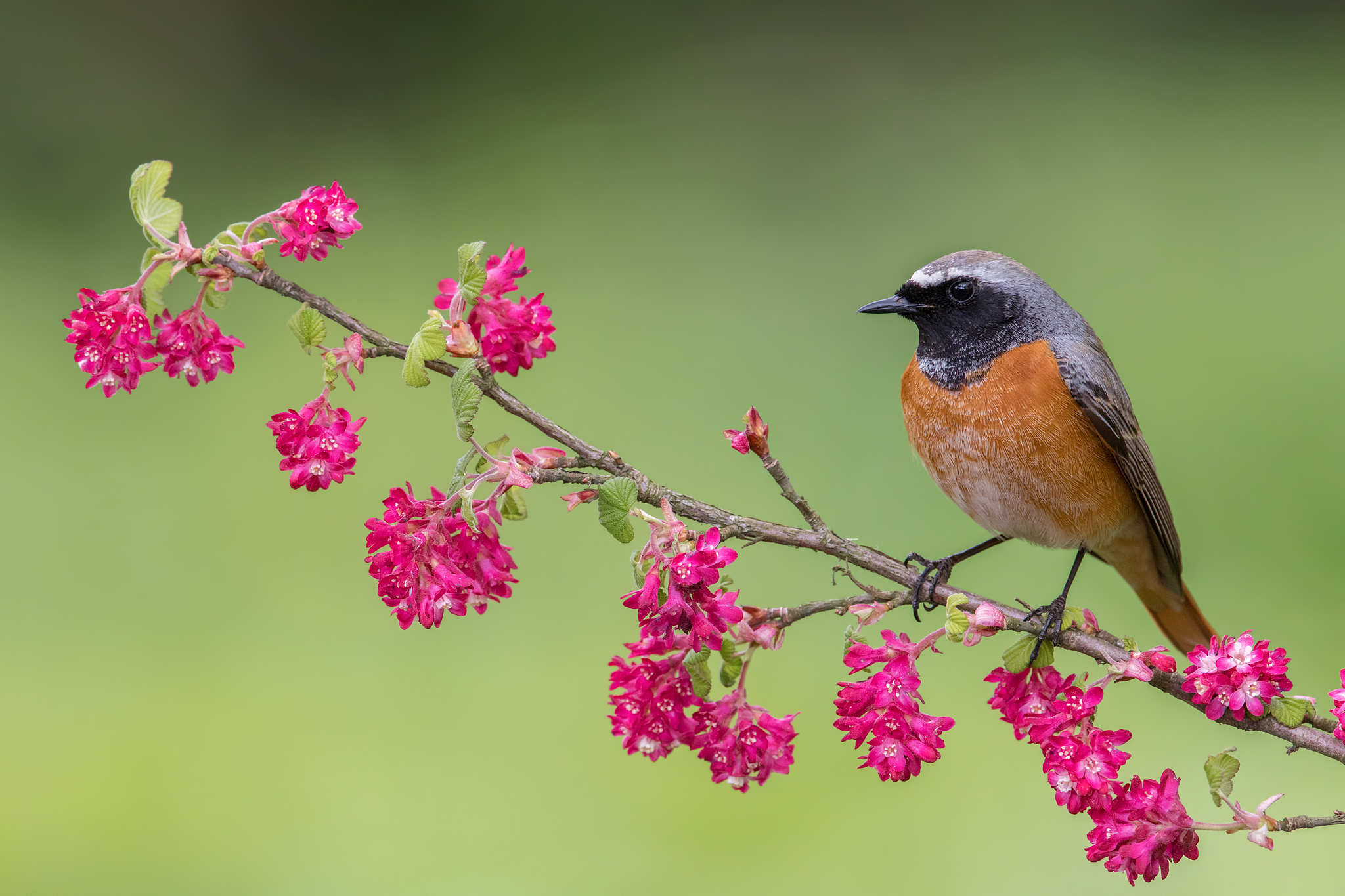 Common redstart