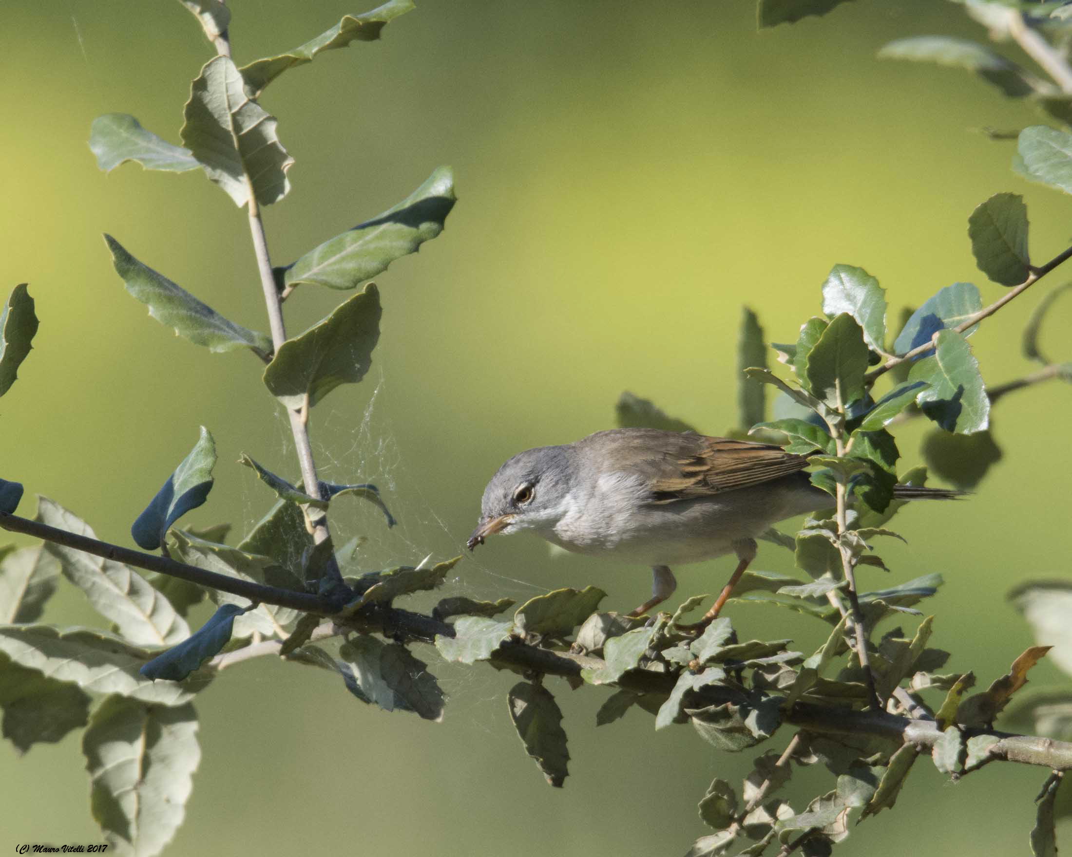 The meal of the Whitethroat (Sylvia communis)