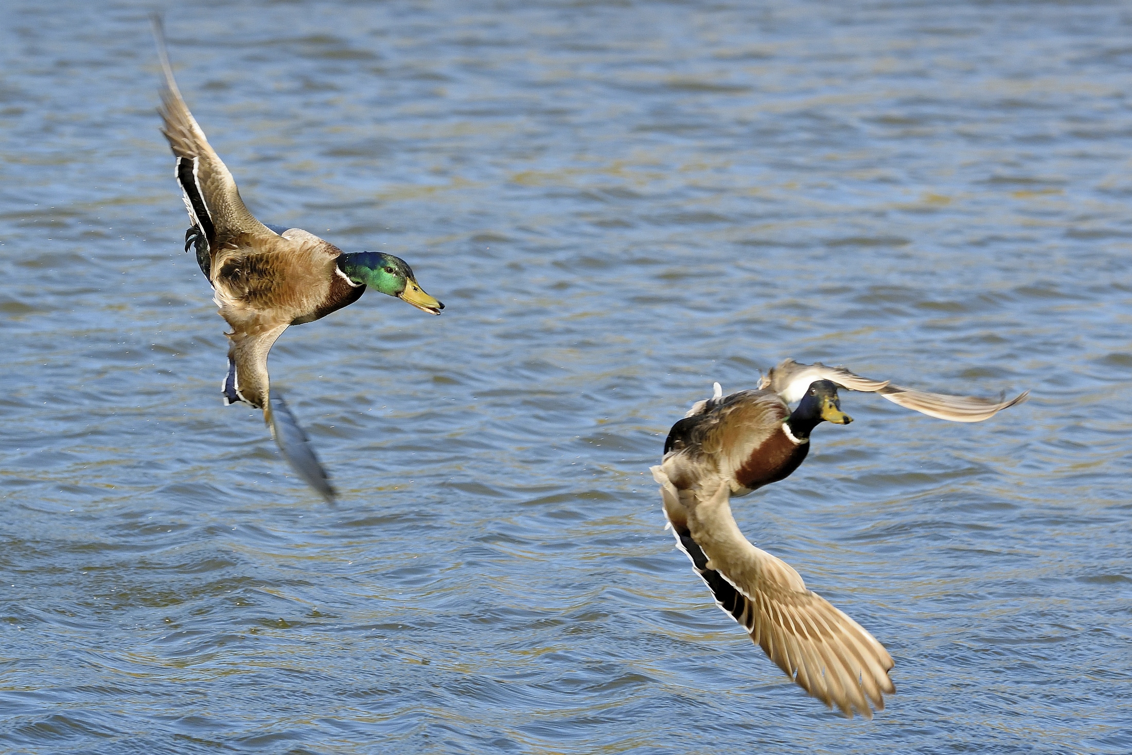 ditching Ducks aerobatic