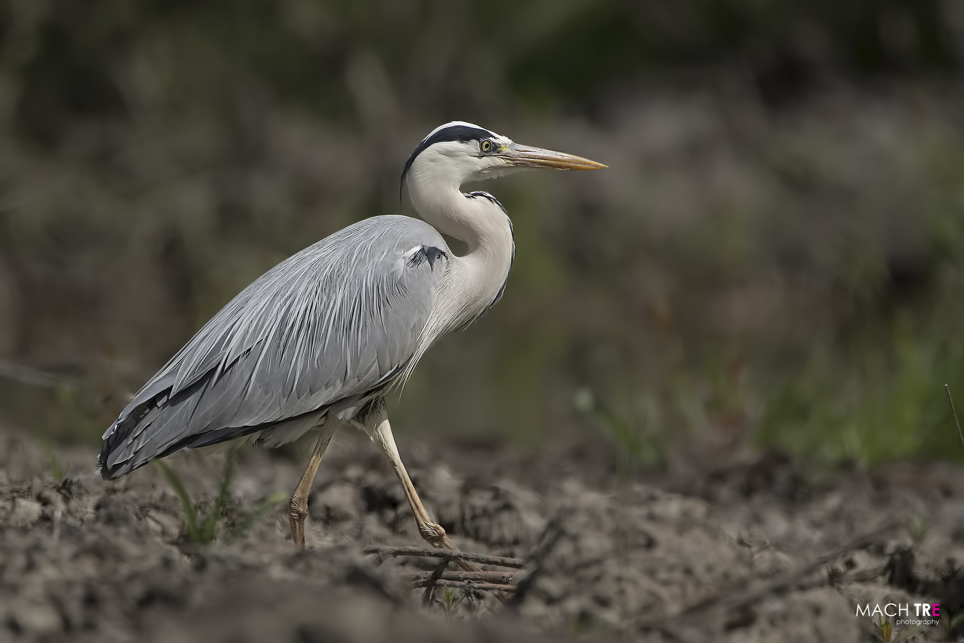Airone cenerino (Ardea cinerea)