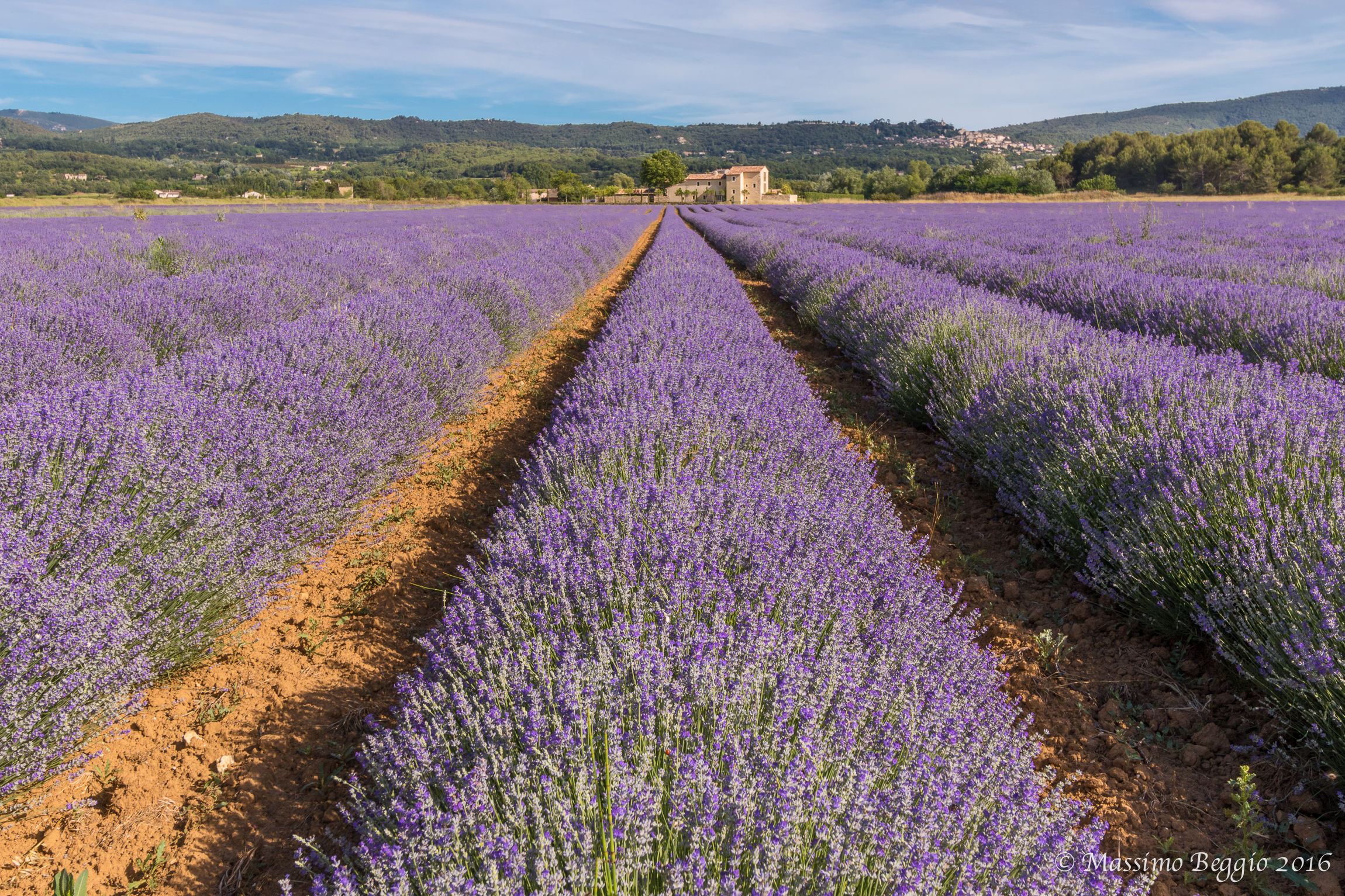 raggi di lavanda