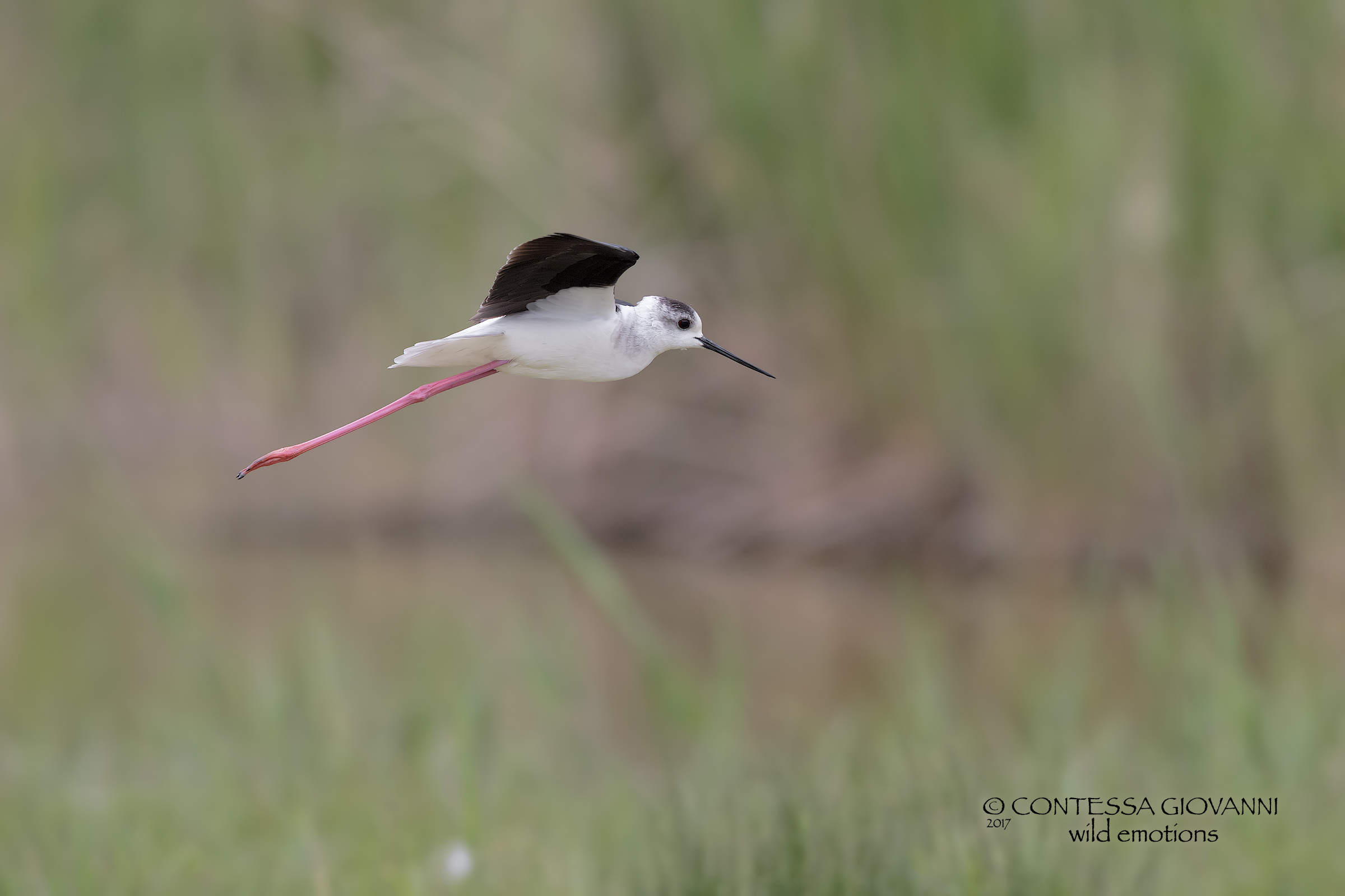 Knight of Italy in flight