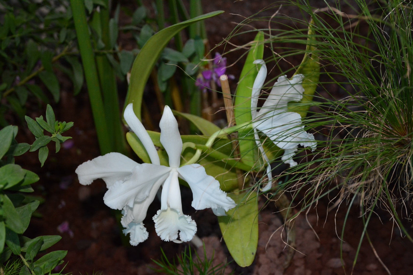 white Orchid