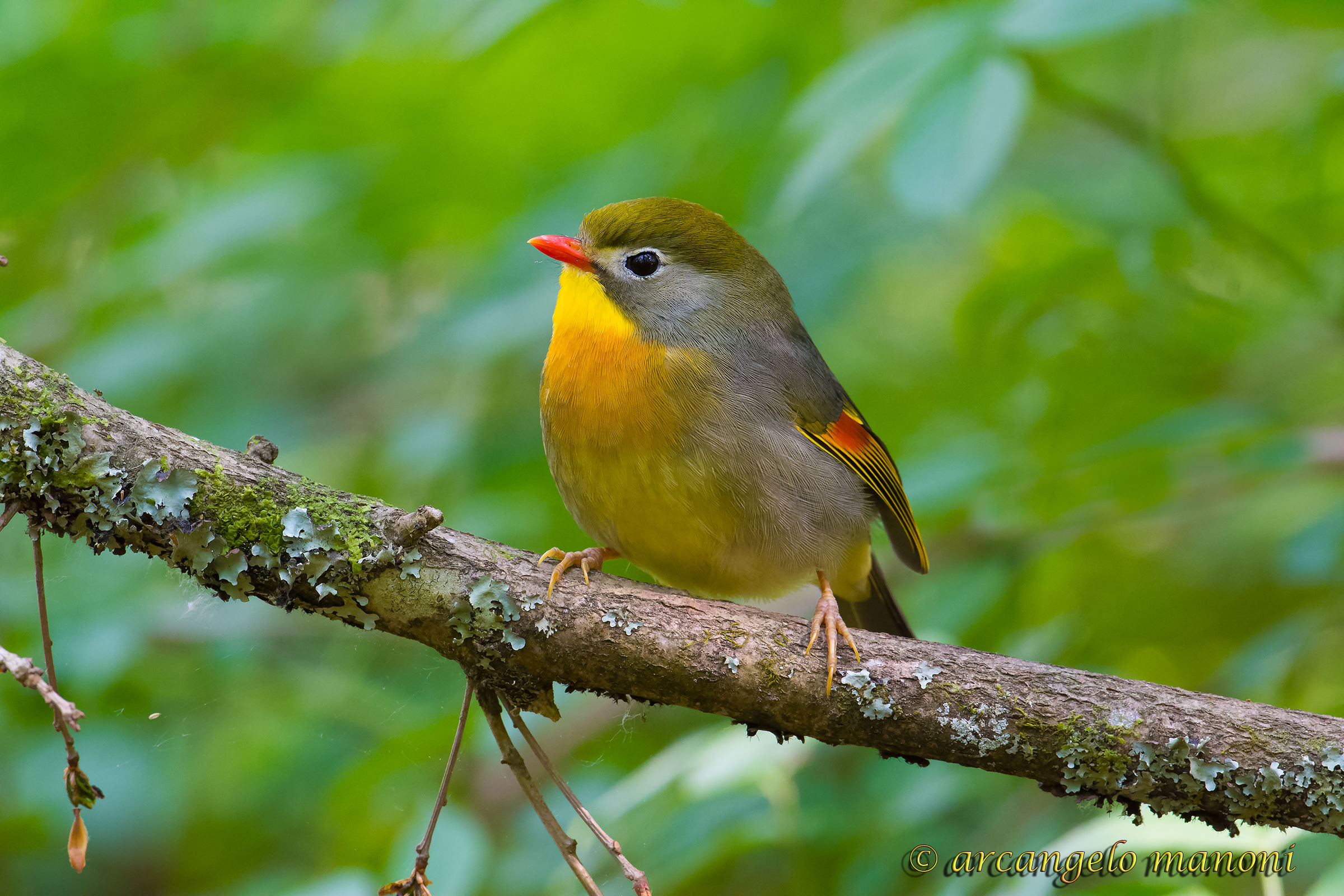 Tra le verdi frasche