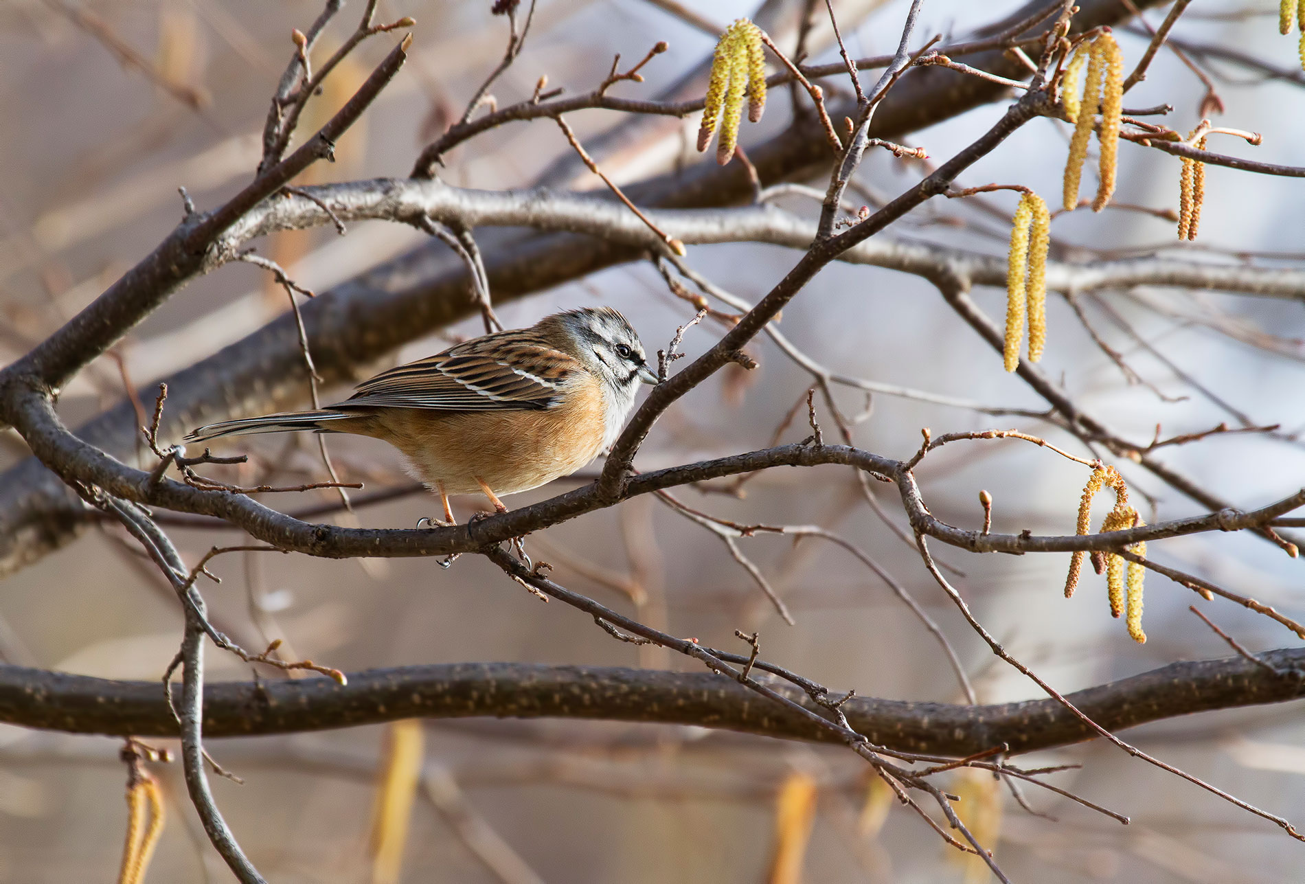rock bunting