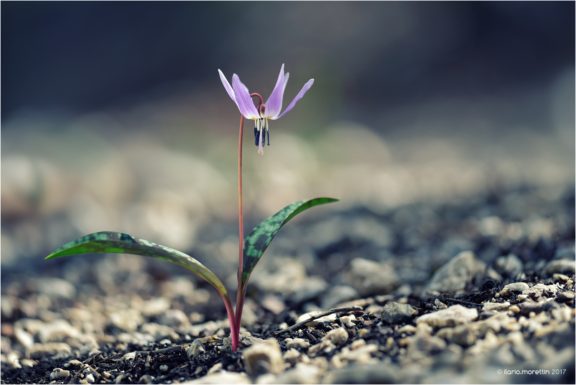 Dente di cane, il solitario