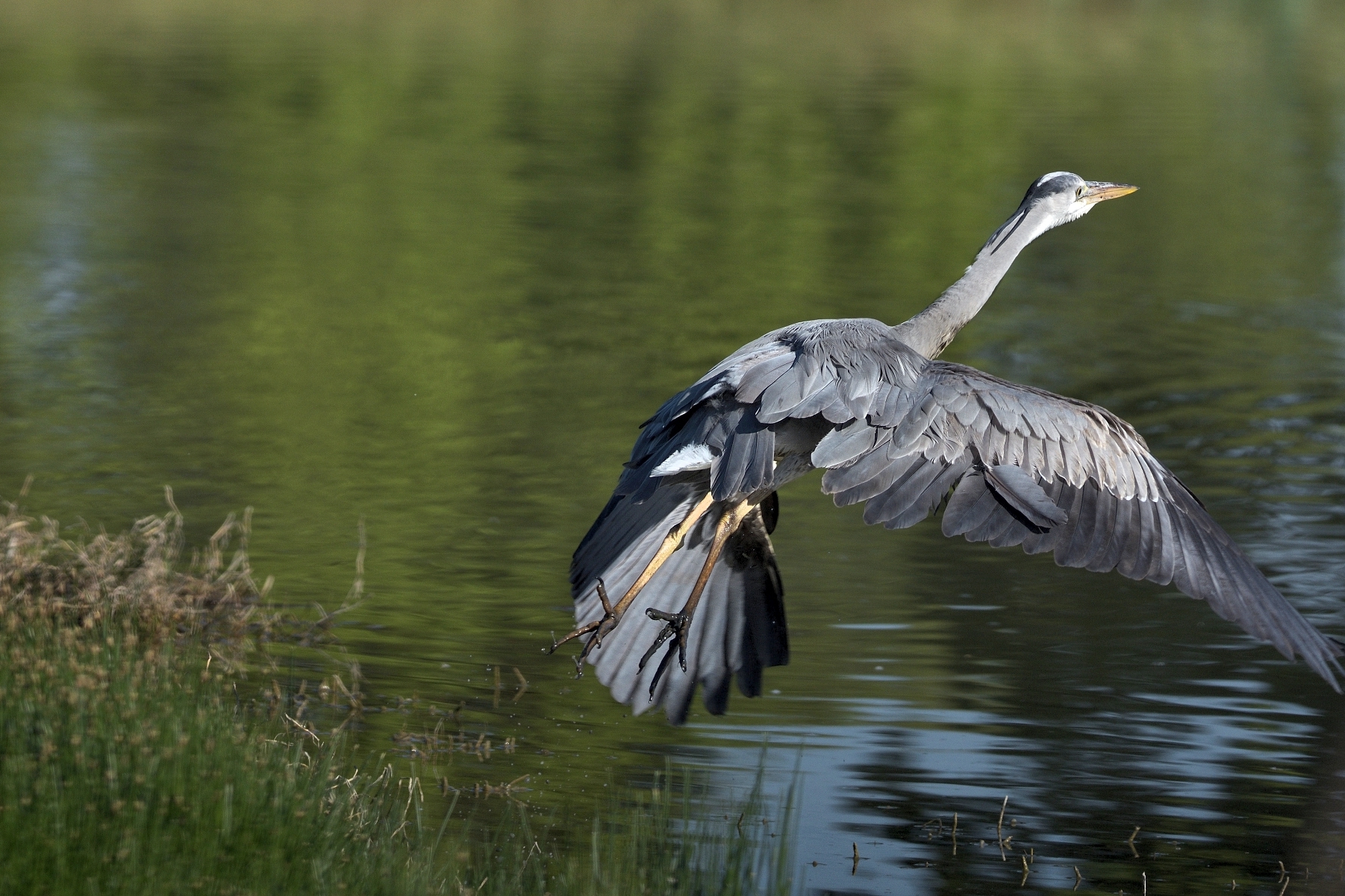 Airone cenerino (Ardea cinerea)