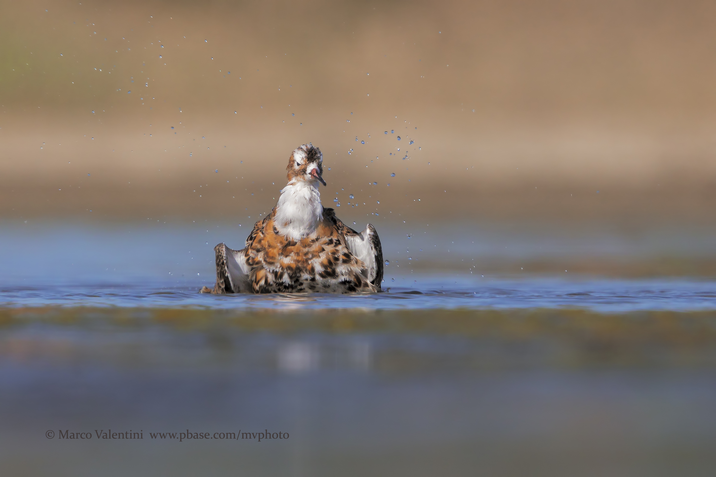 The bathroom Fighter