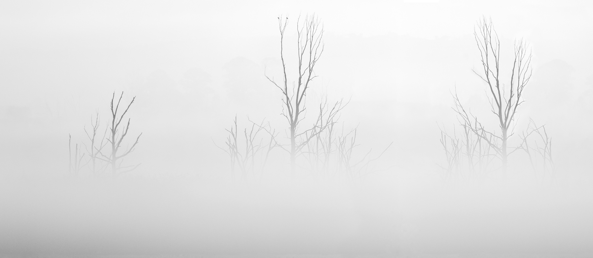 Morning Fog at Rietvlei Nature Reserve