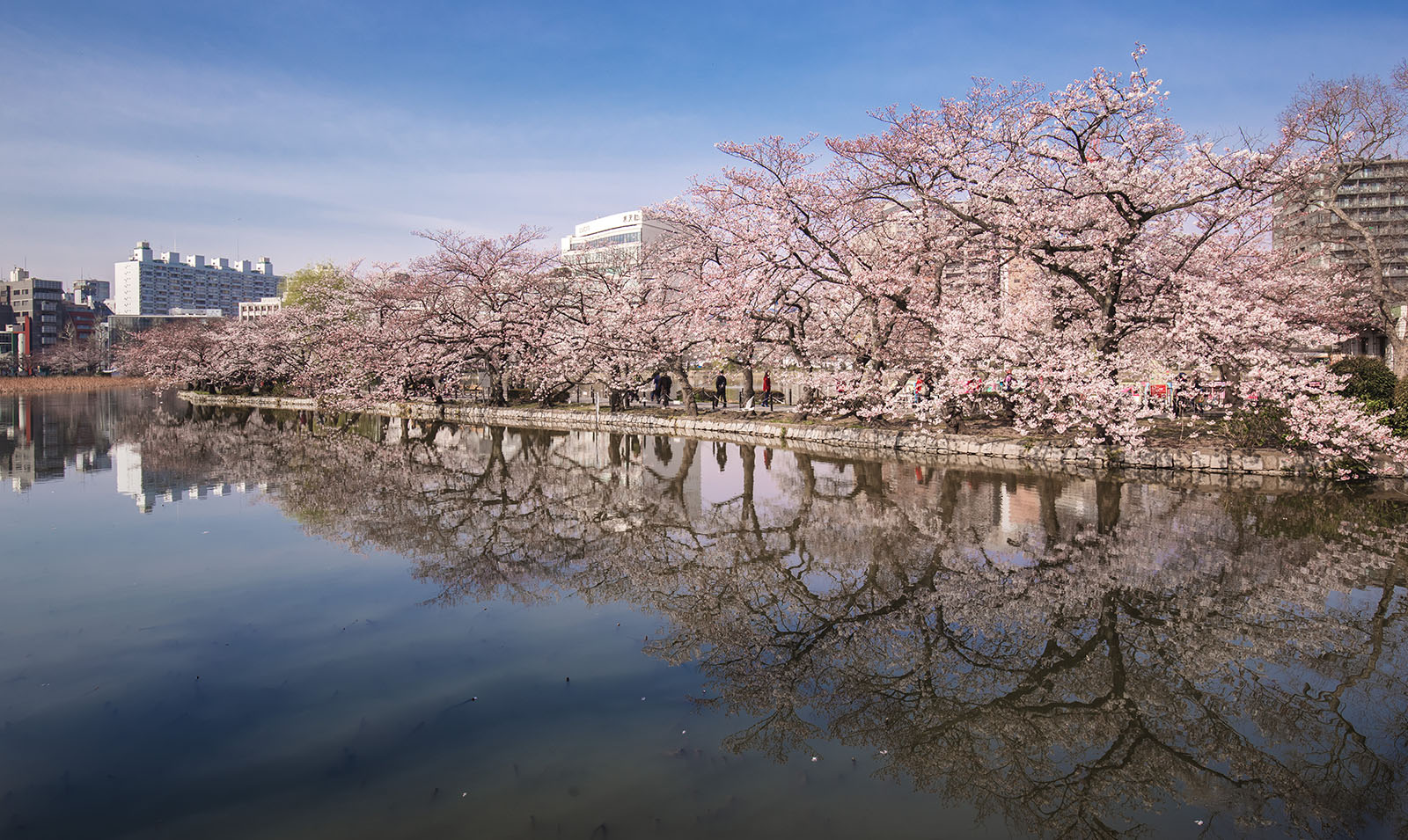 Shinobazuno Pond