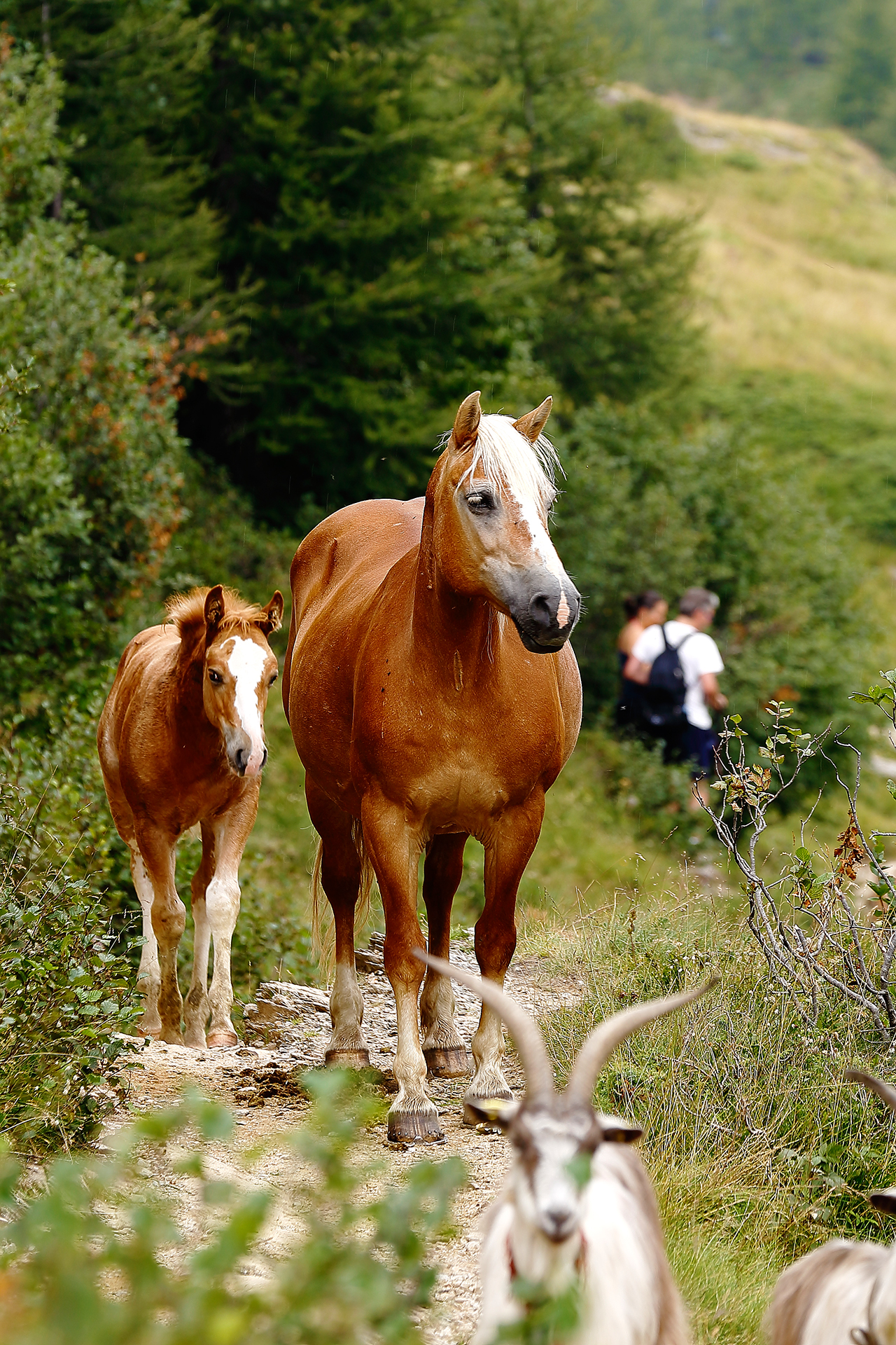 Famiglia di equini e sfondo umano