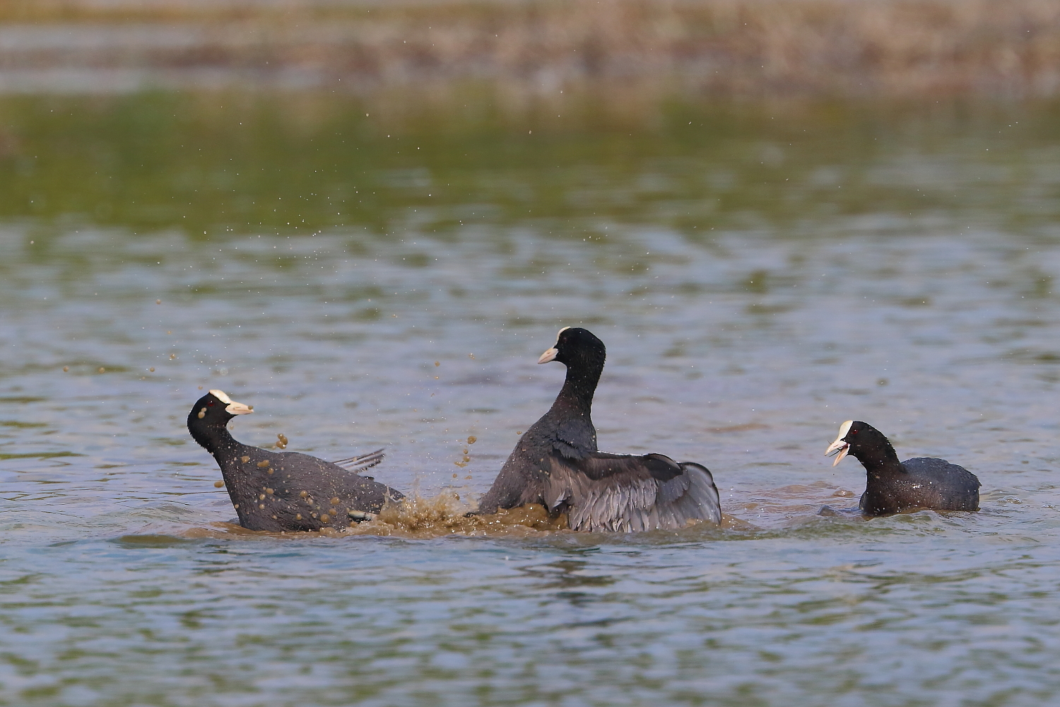 Fighting between rival