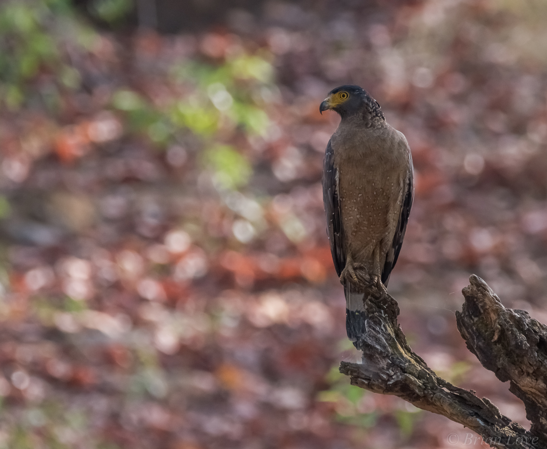 Crested Serpent Eagle (Spilornis cheela)
